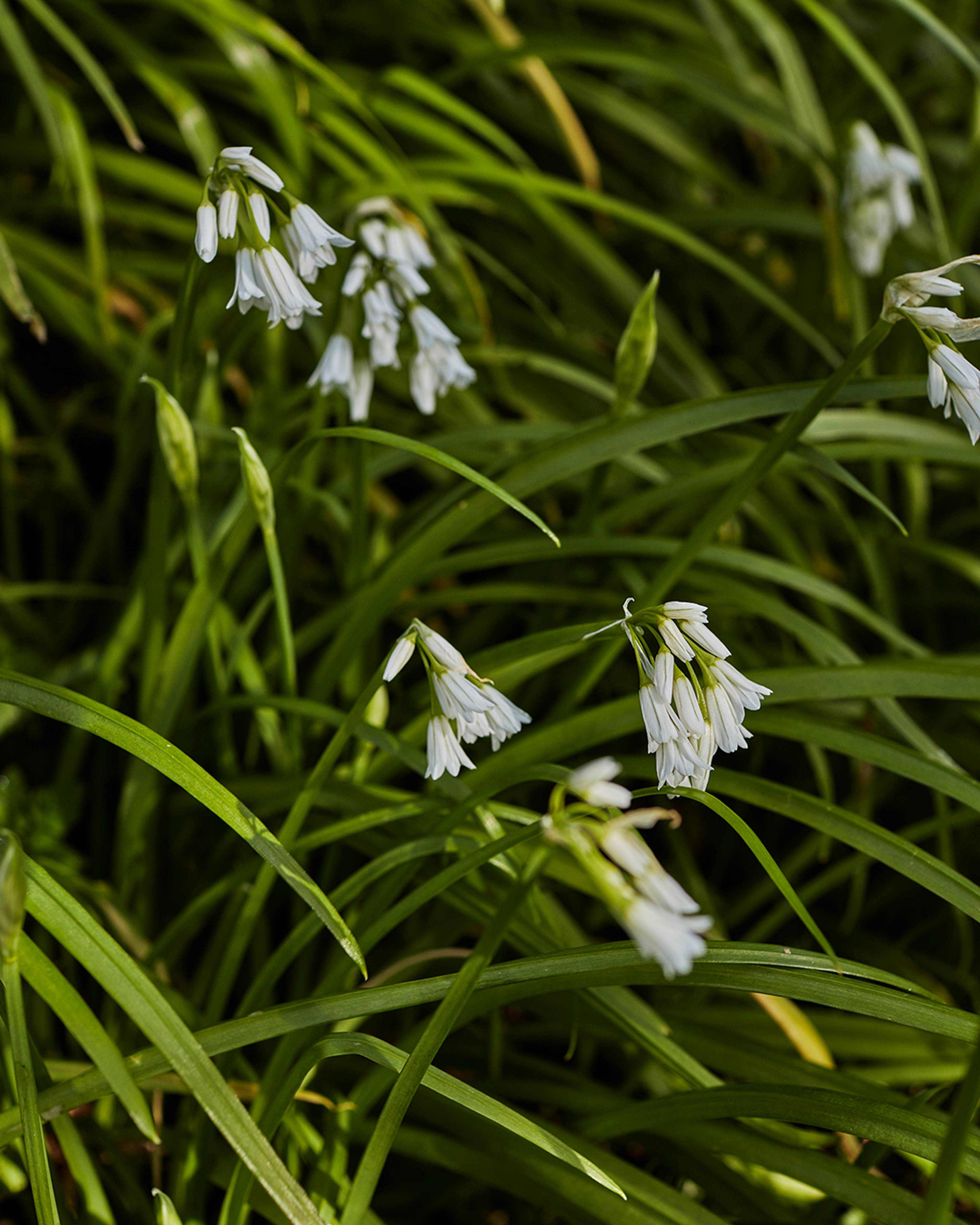 Season planner image