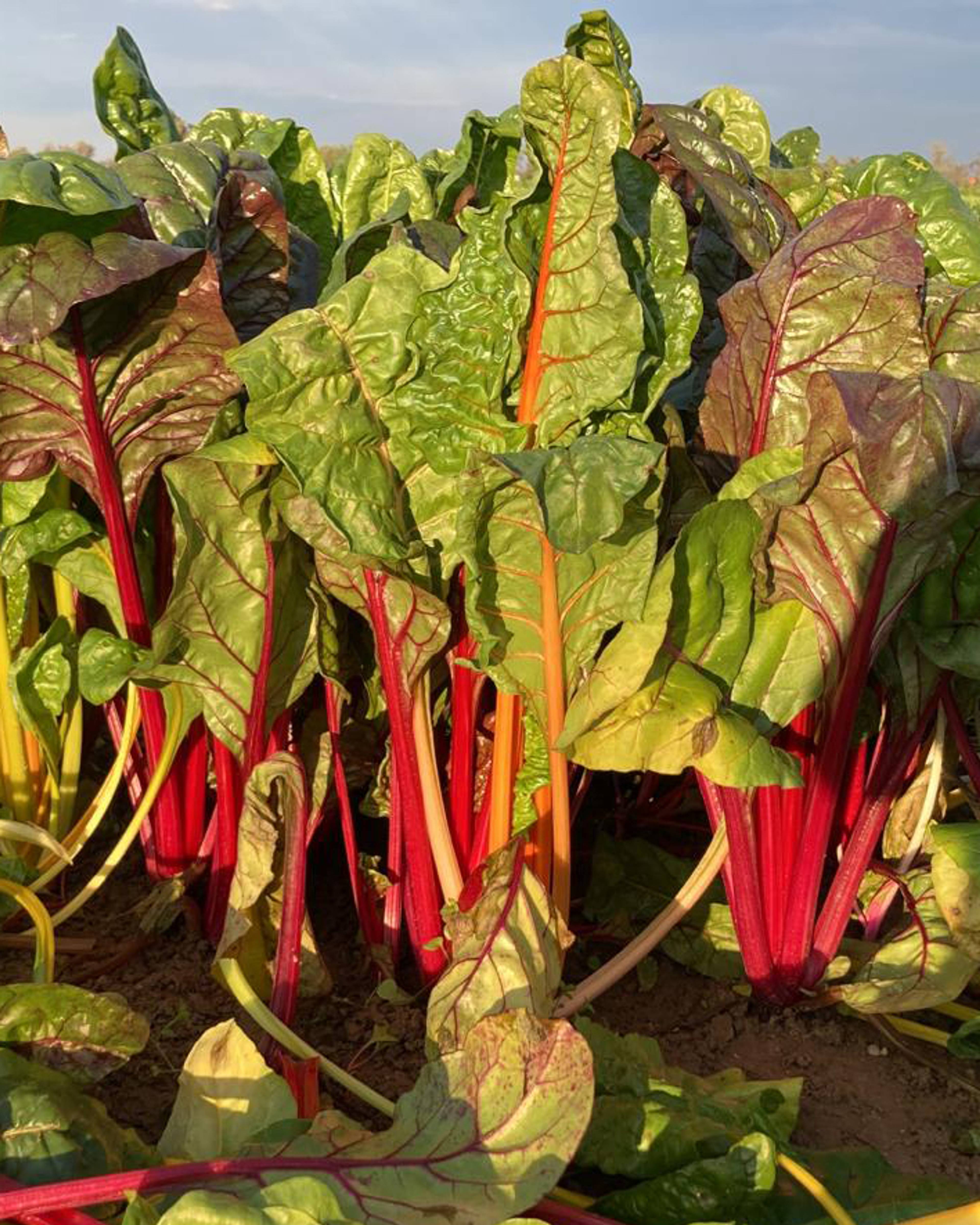 Season planner image