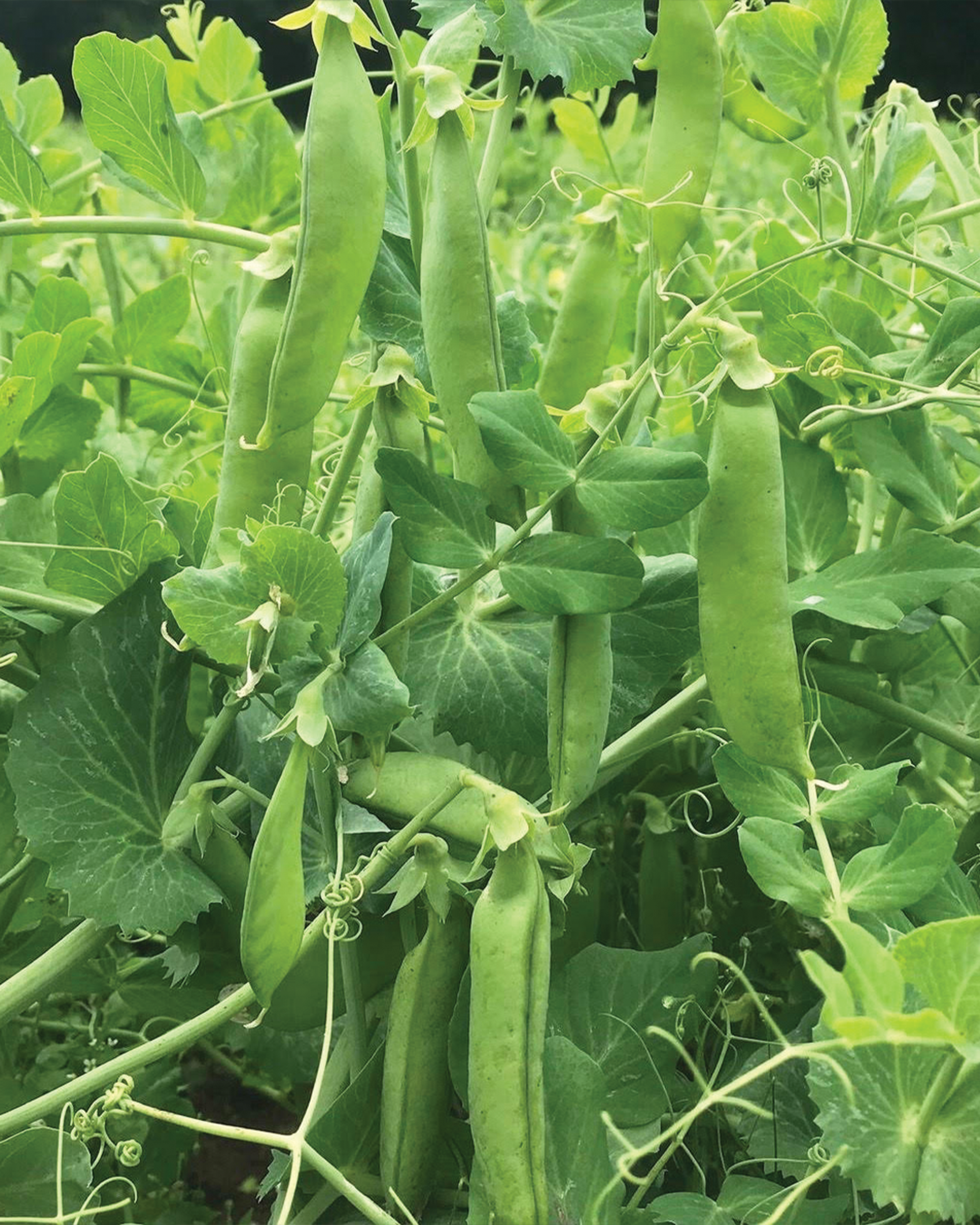 Season planner image