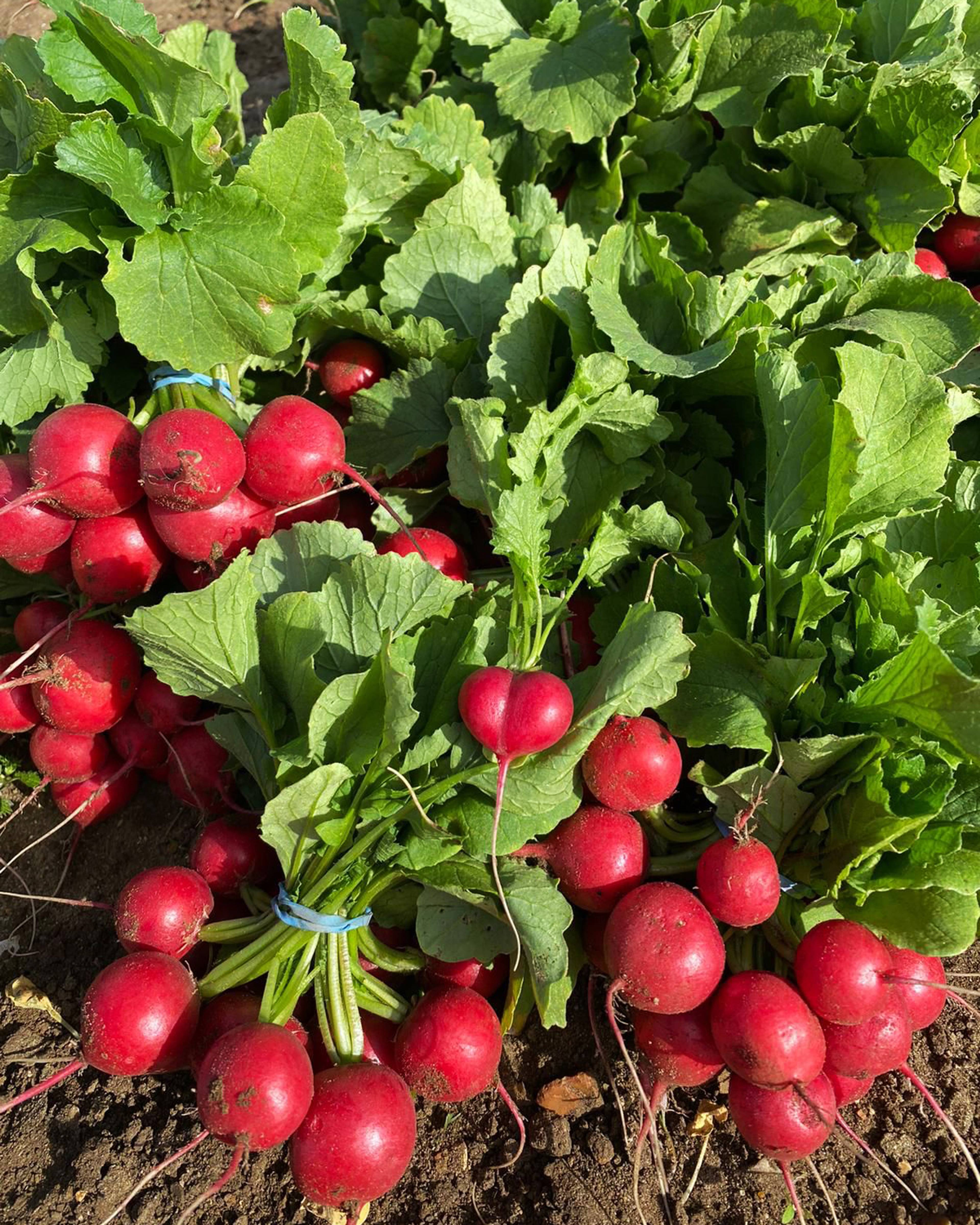 cherrybell radishes in bunches on the soil