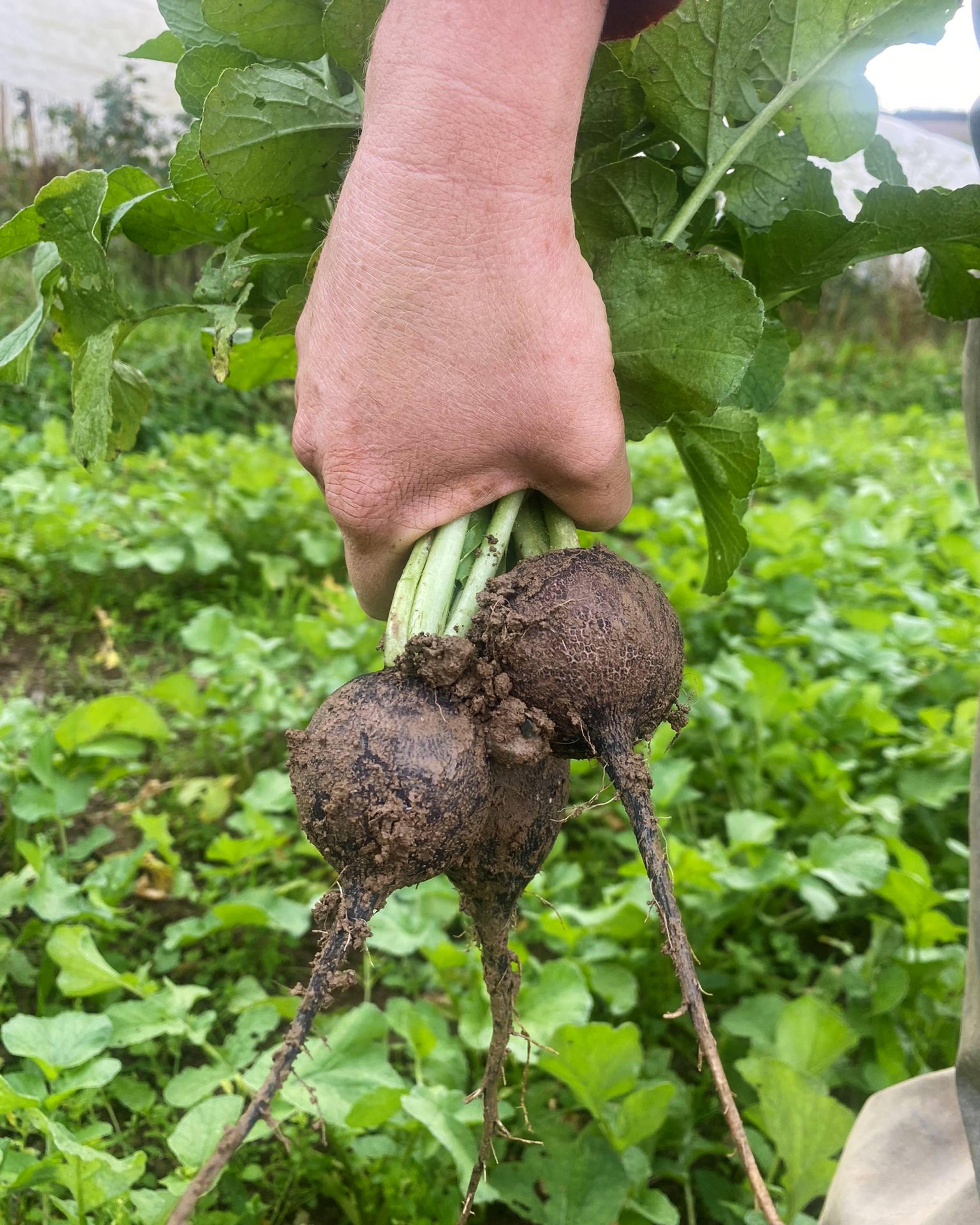 Season planner image