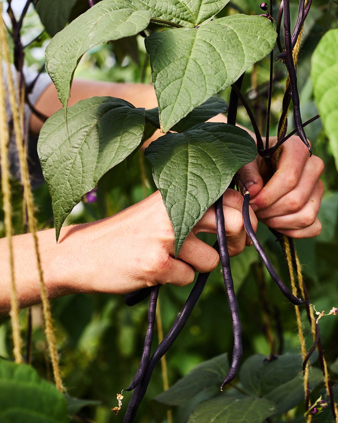mixed beans being picked off the plant
