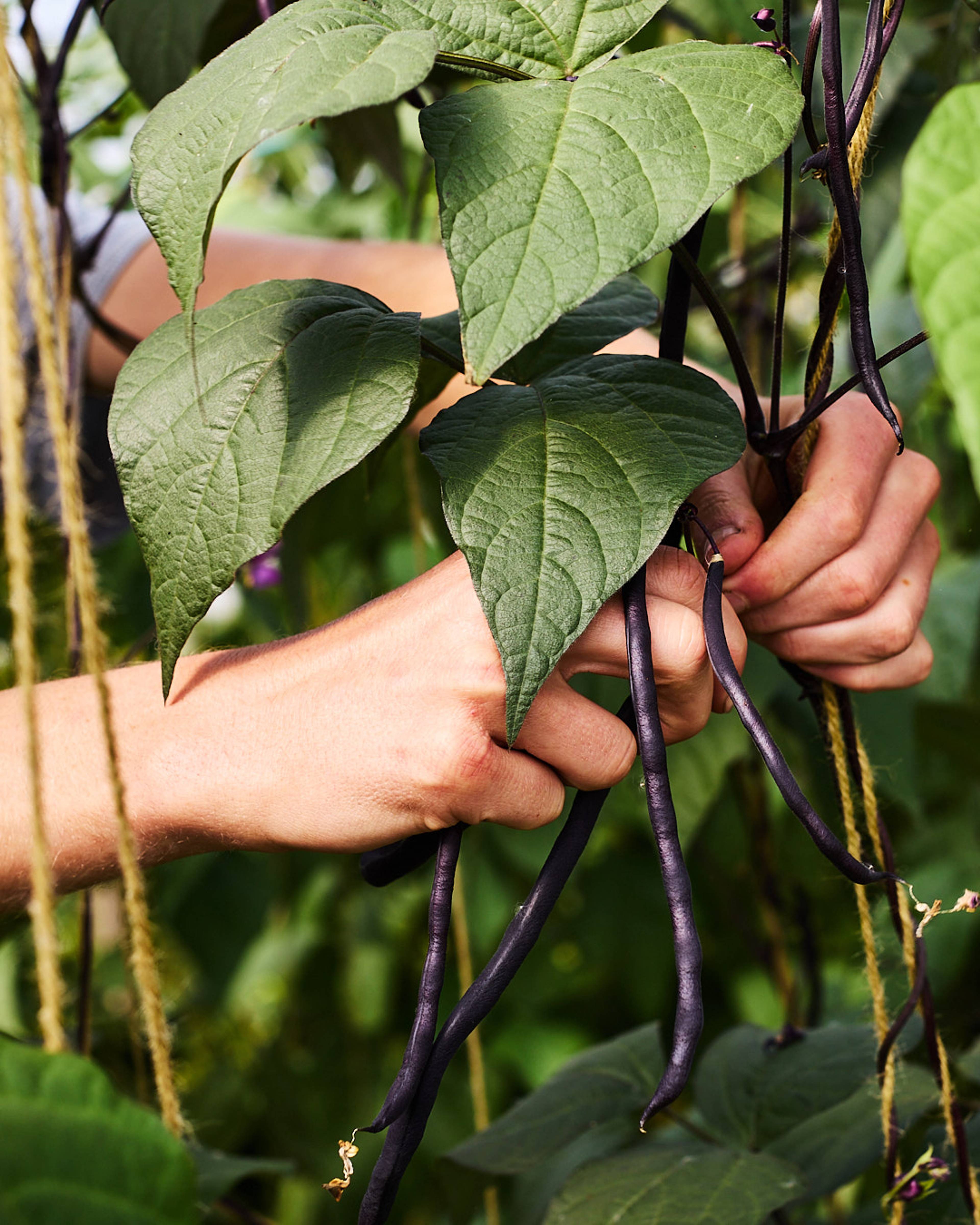 mixed beans being picked off the plant