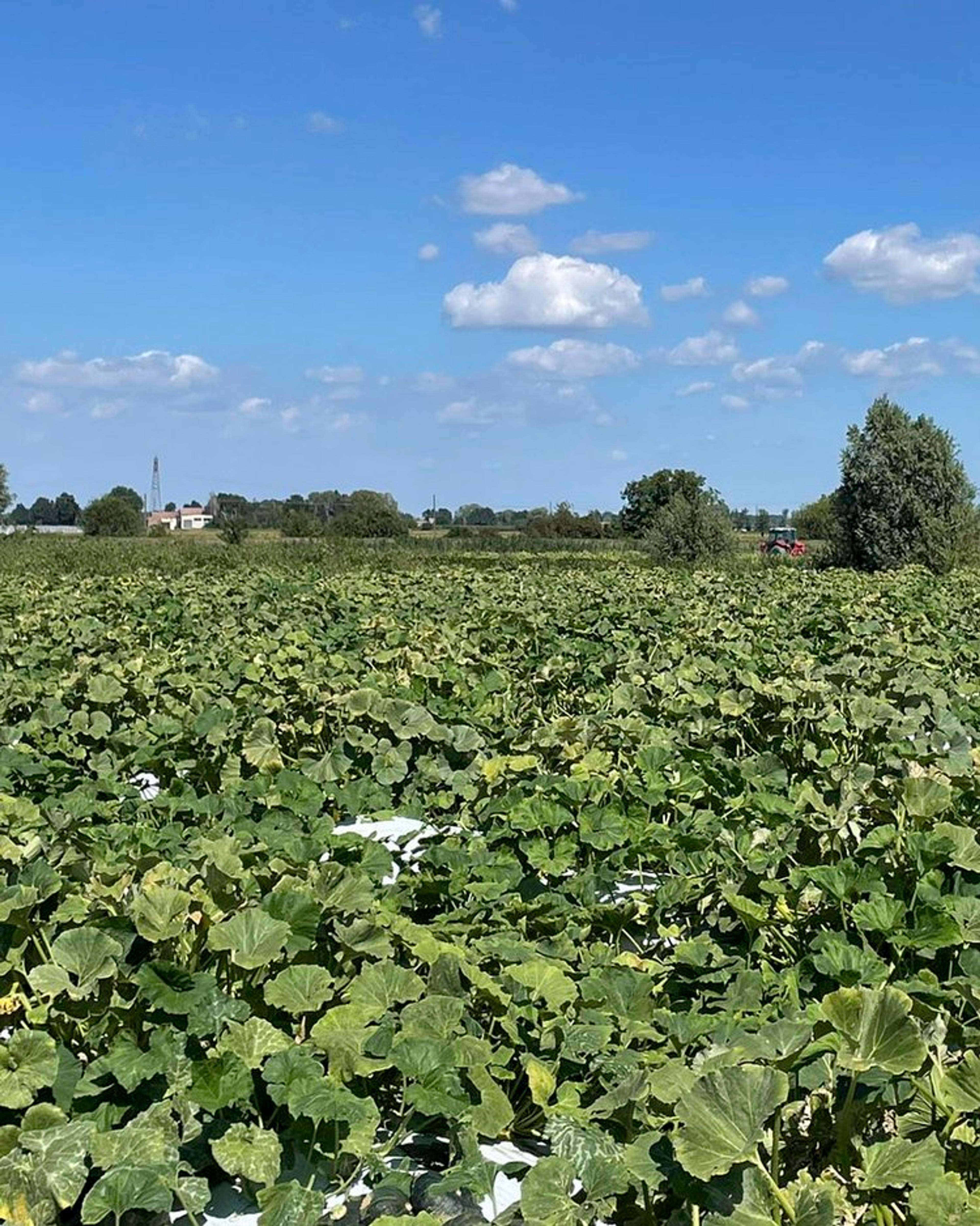 delica pumpkin plants in the field