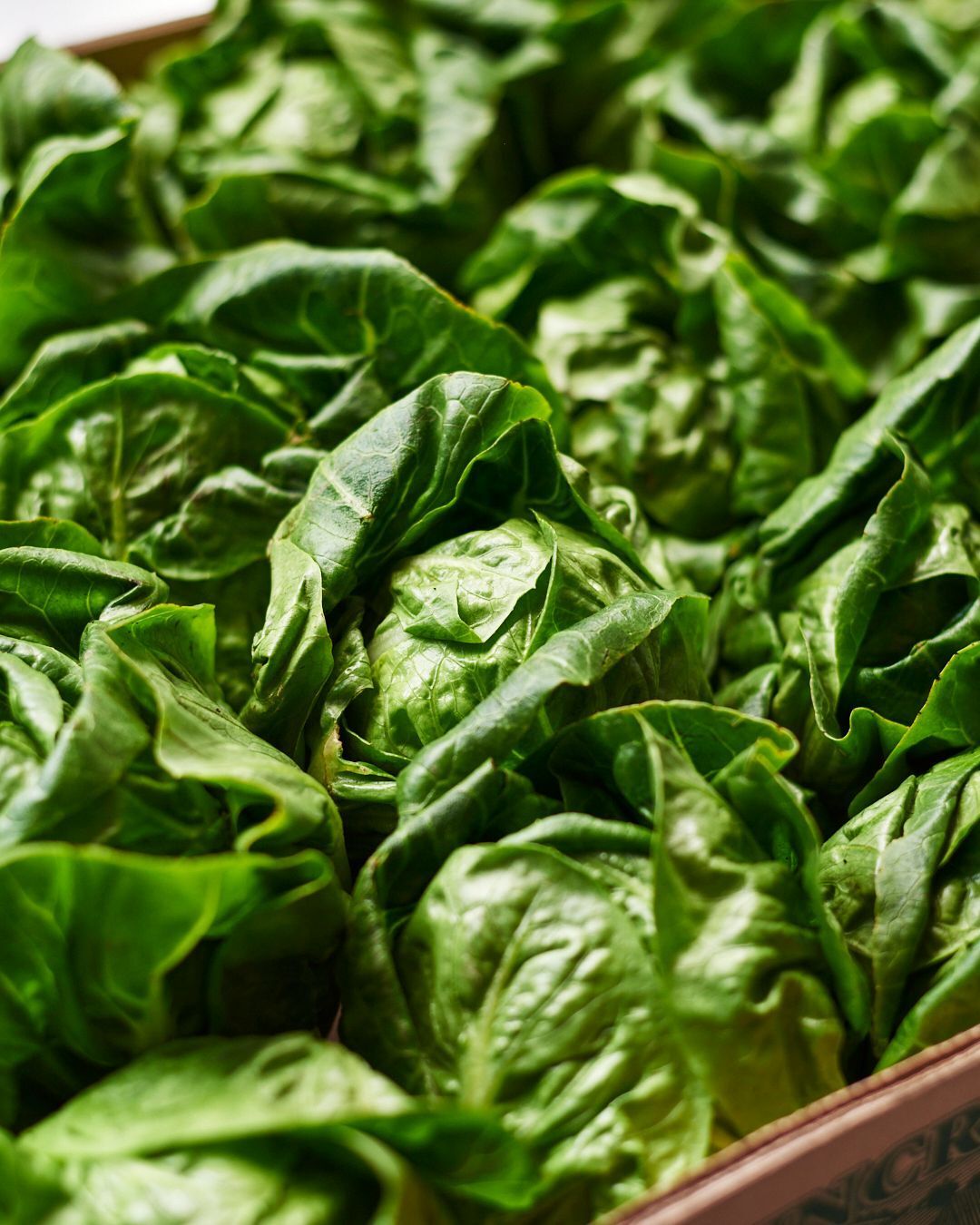 crate of little gem lettuce