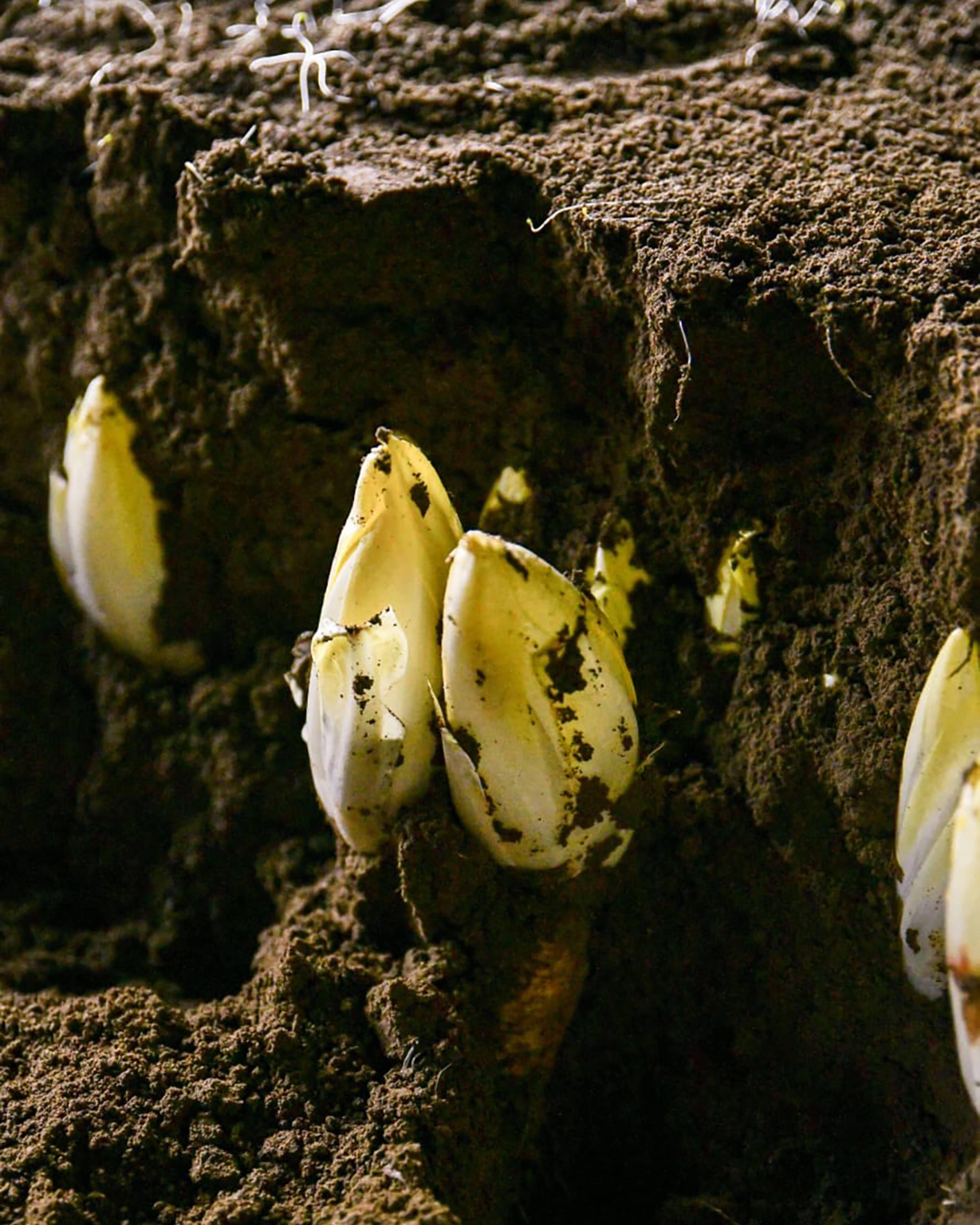 Season planner image