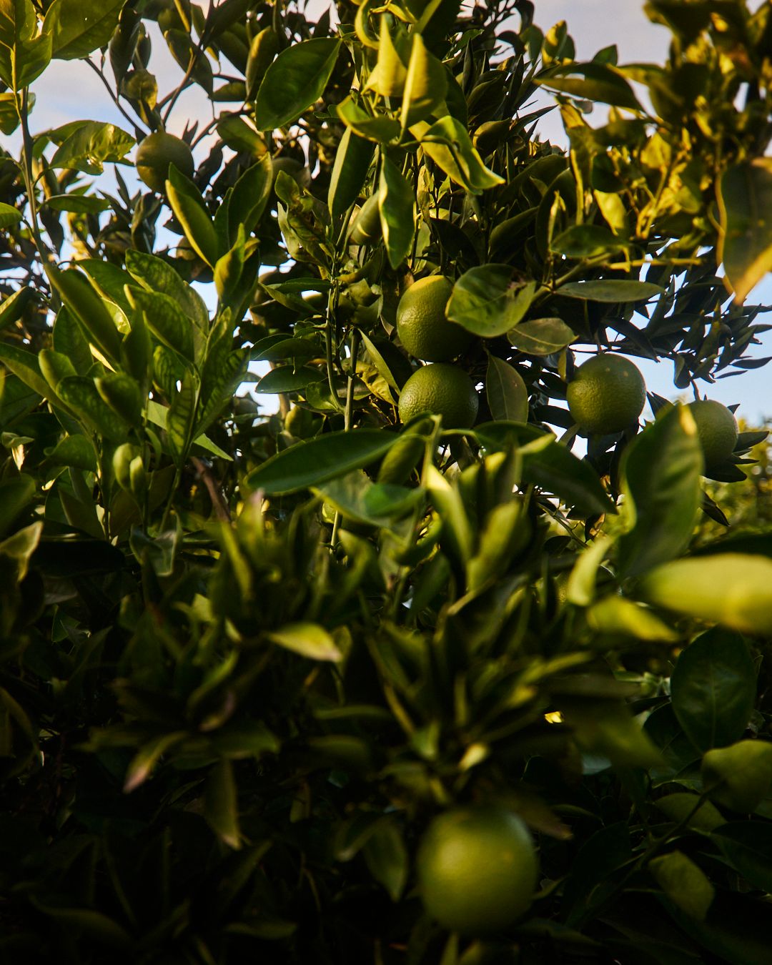 Images with caption alt text