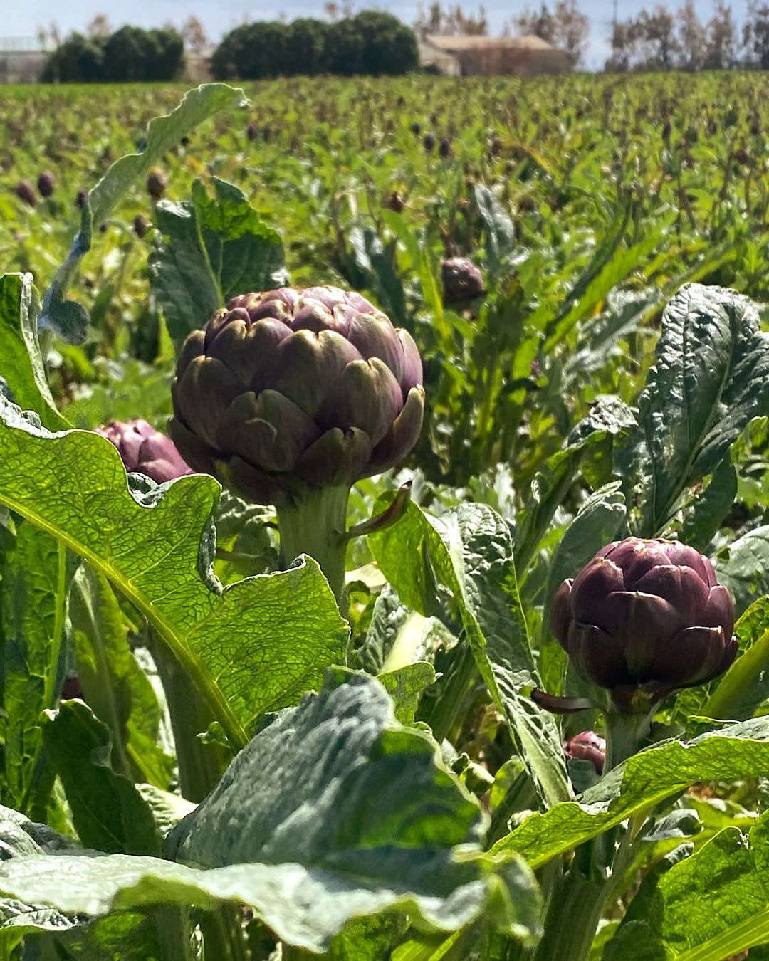 Season planner image