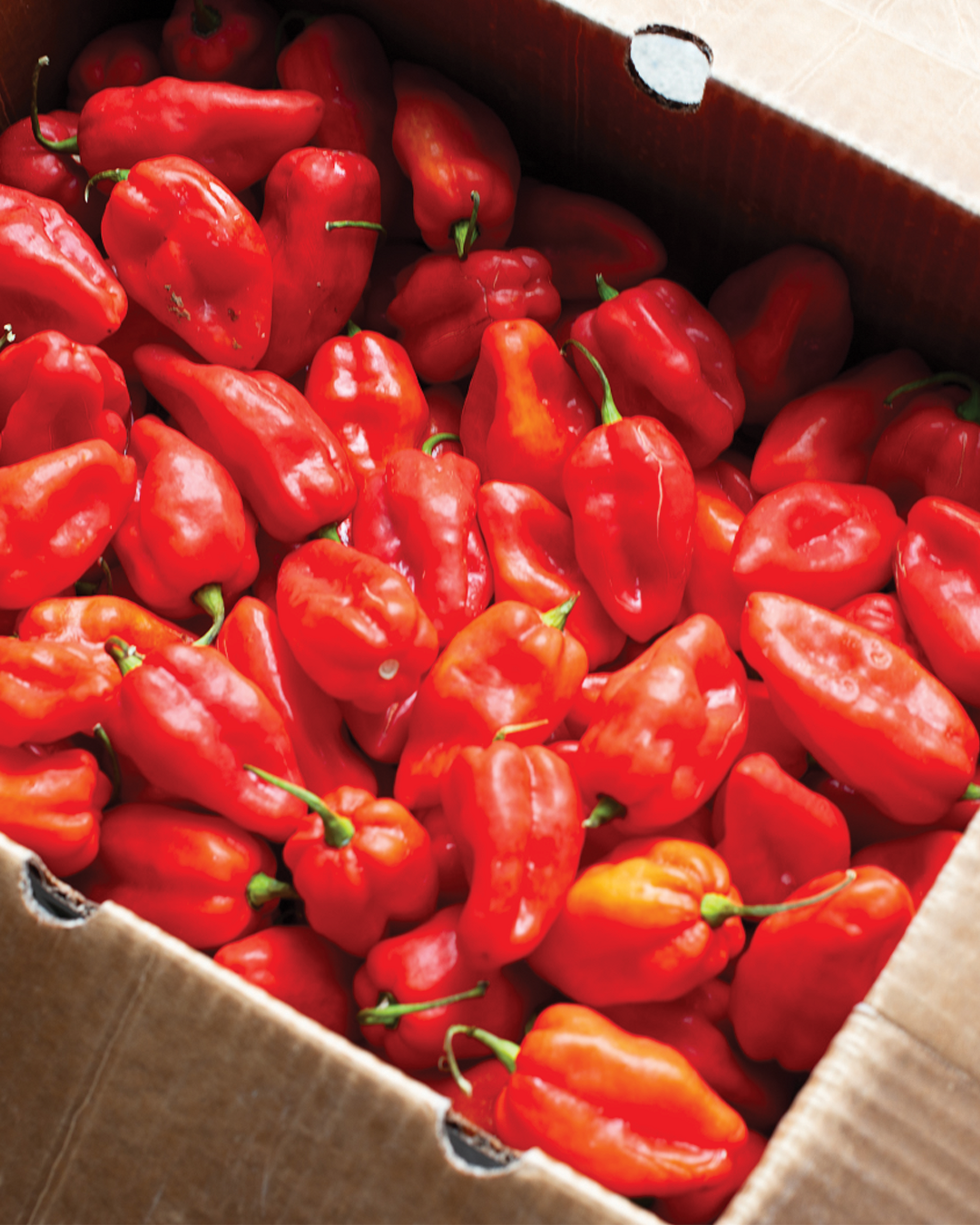 red habanada pepper, rooting down farm