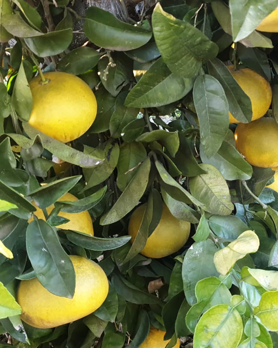 Season planner image