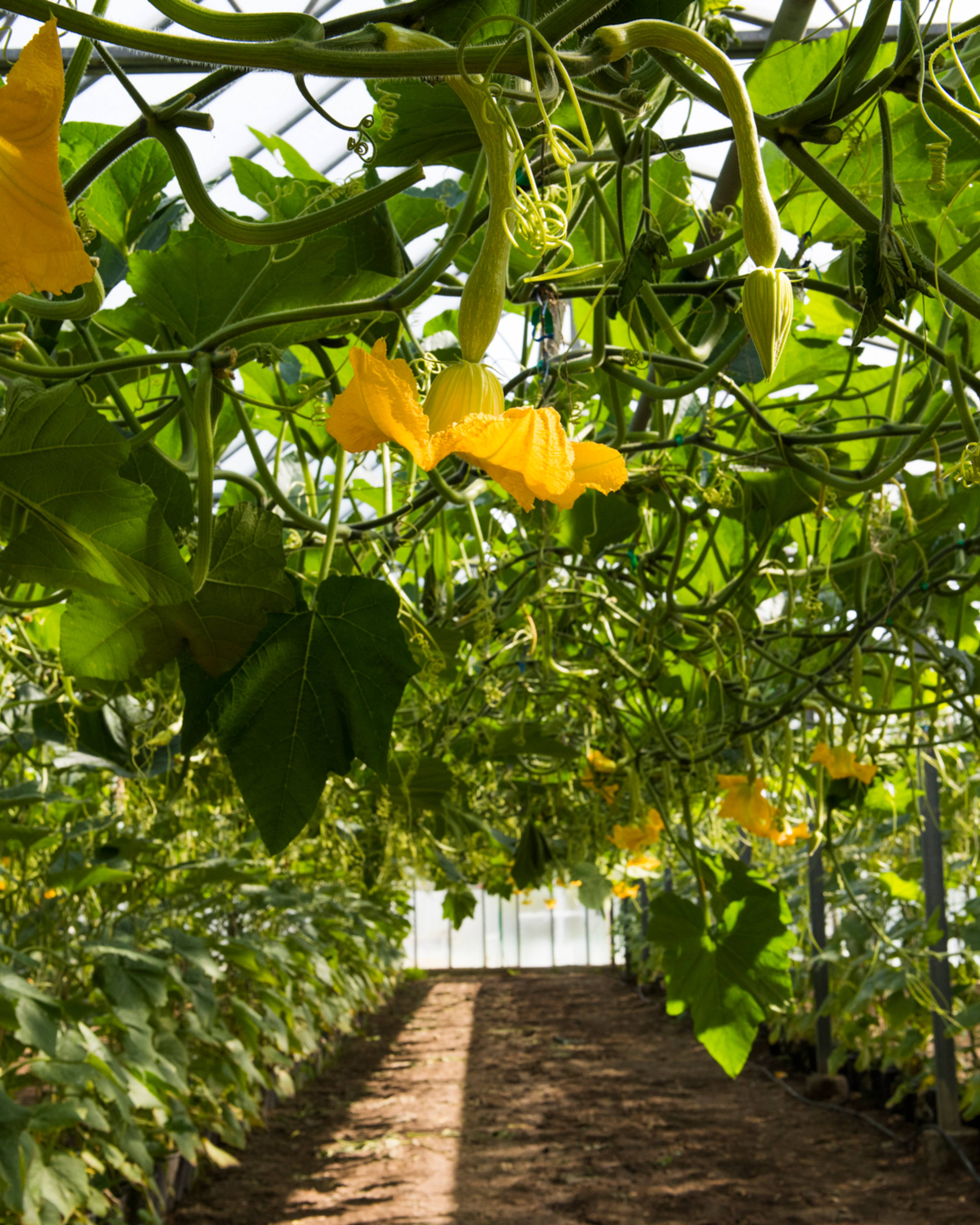 Images with caption alt text