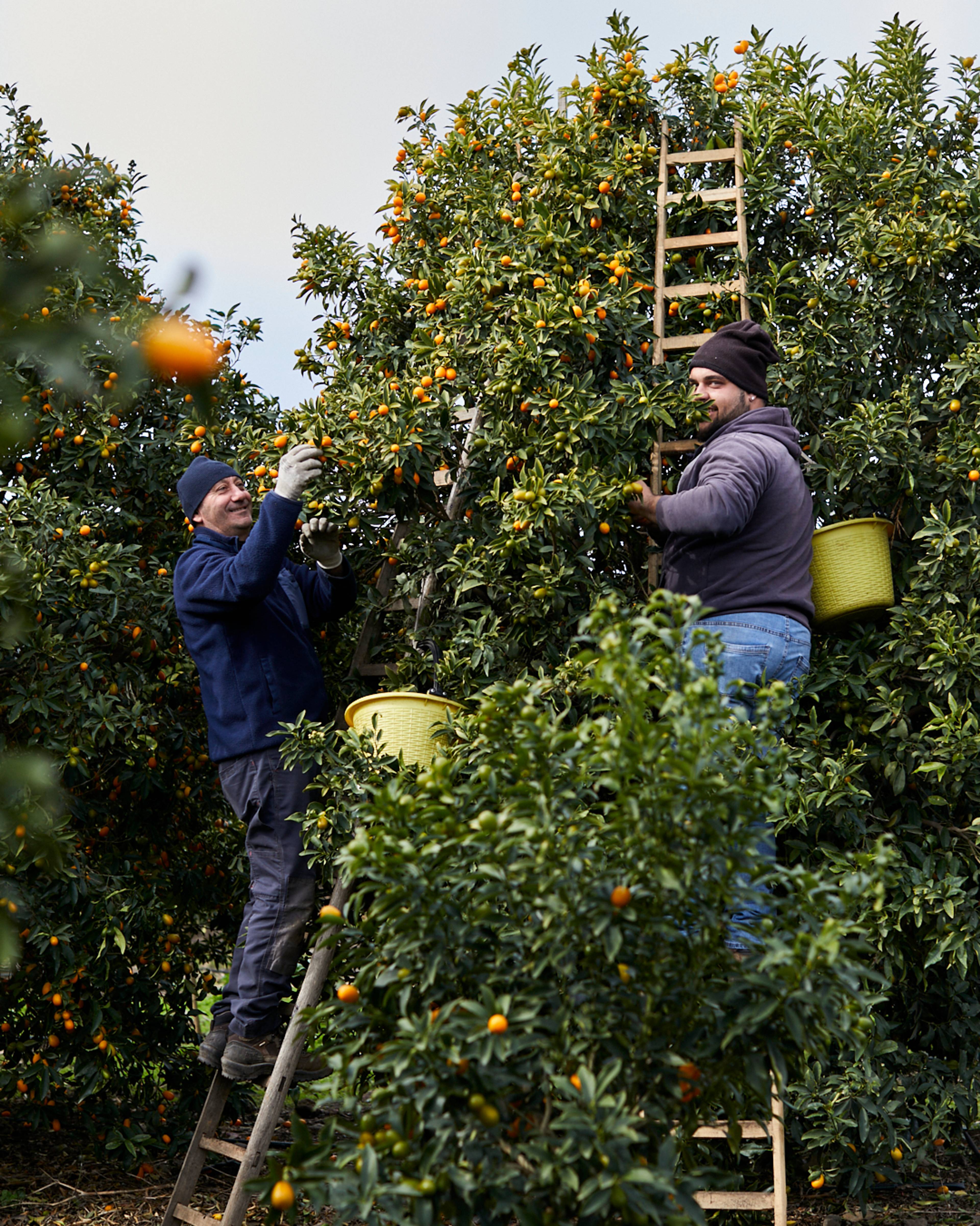 Season planner image