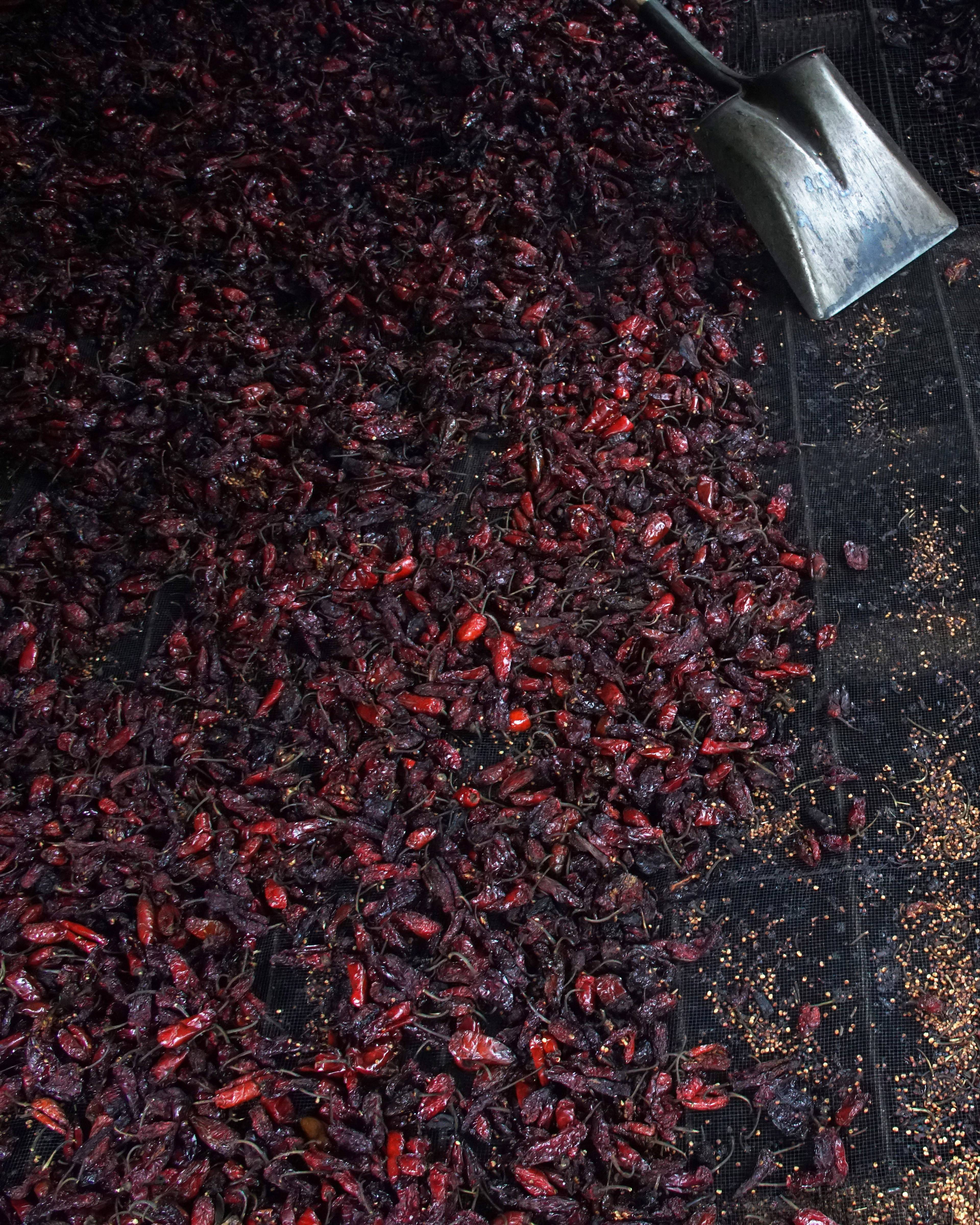 chipotle criollo chillies