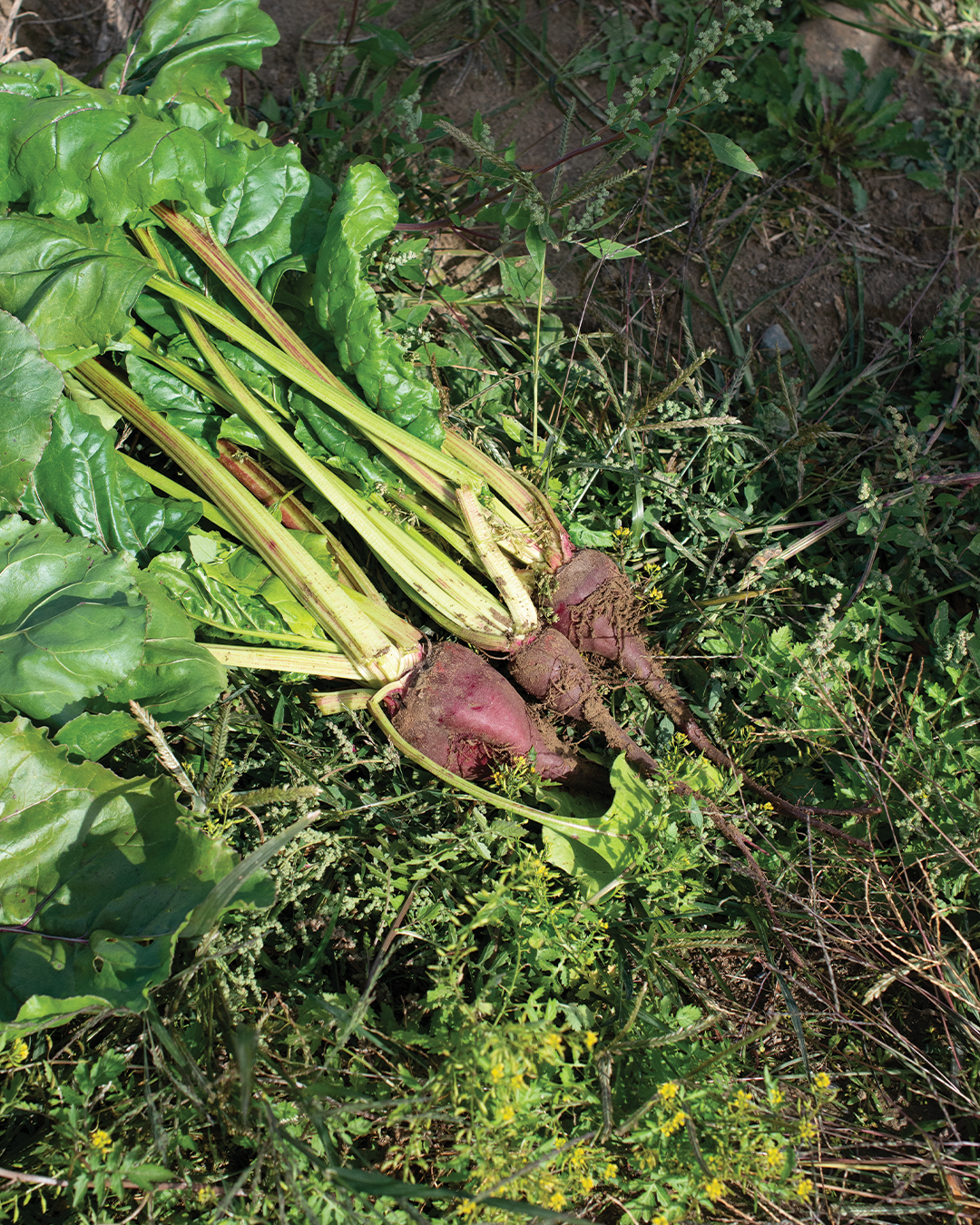 Season planner image