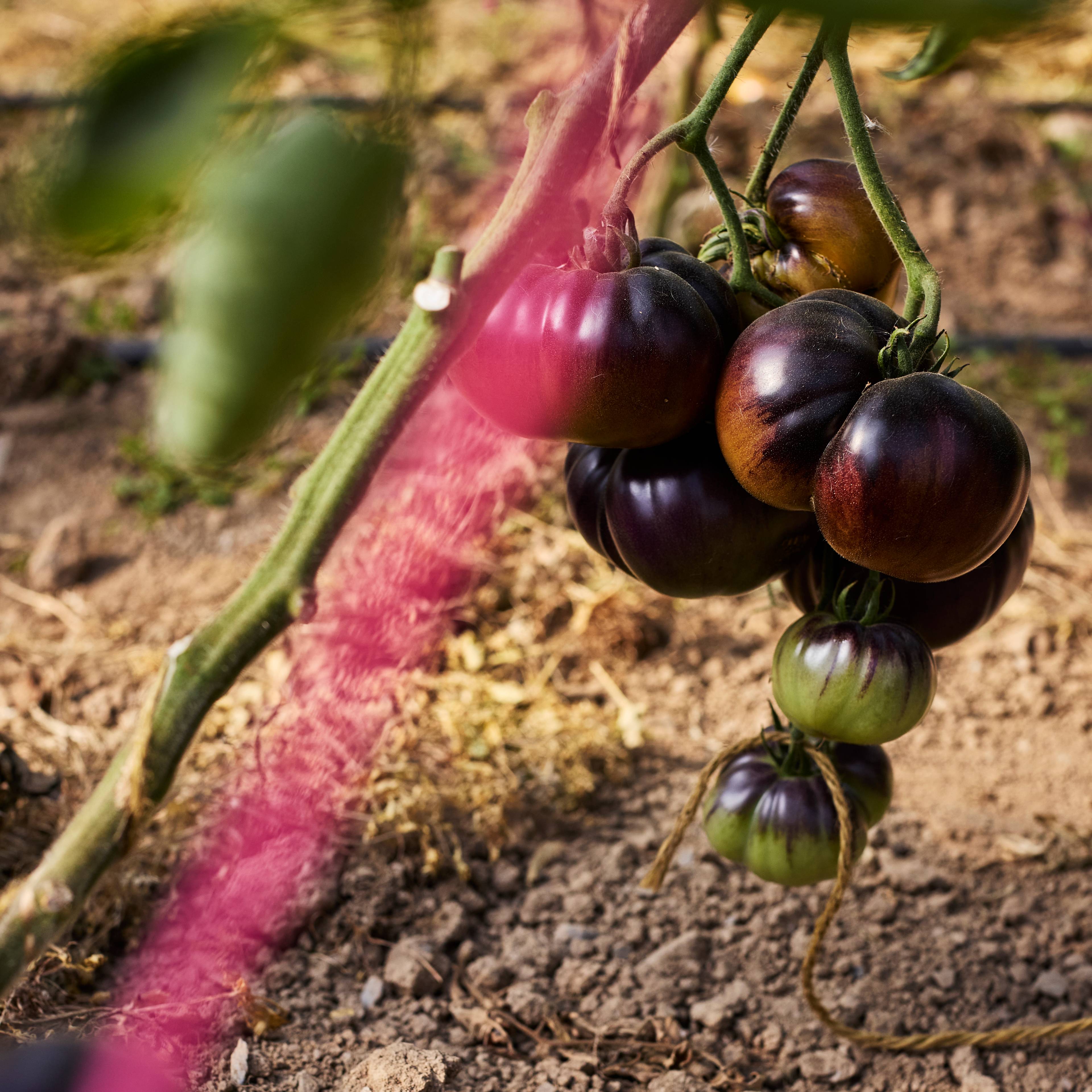 different colour tomatoes growing on the vine just above the soil