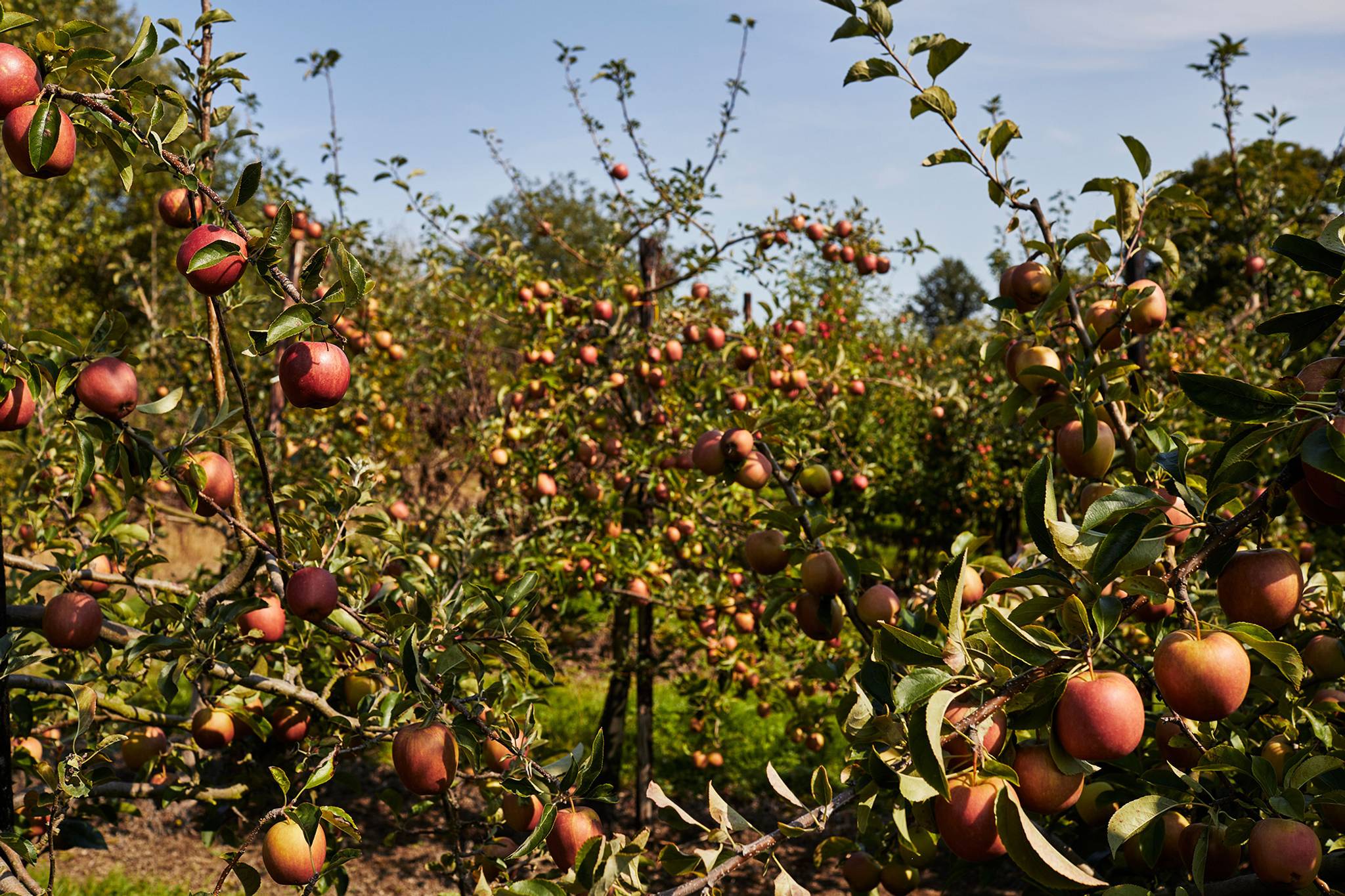 British Apple Month