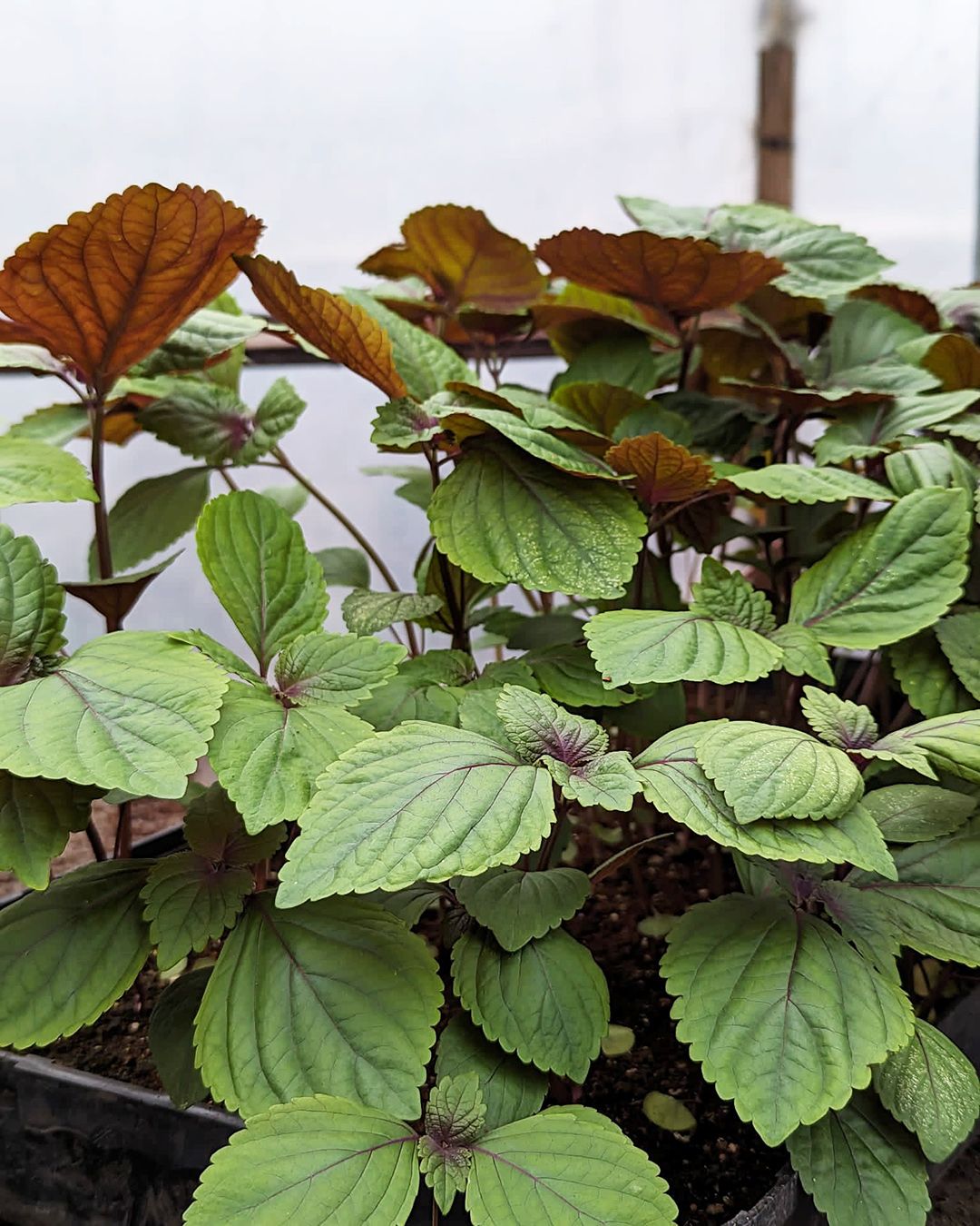 Season planner image