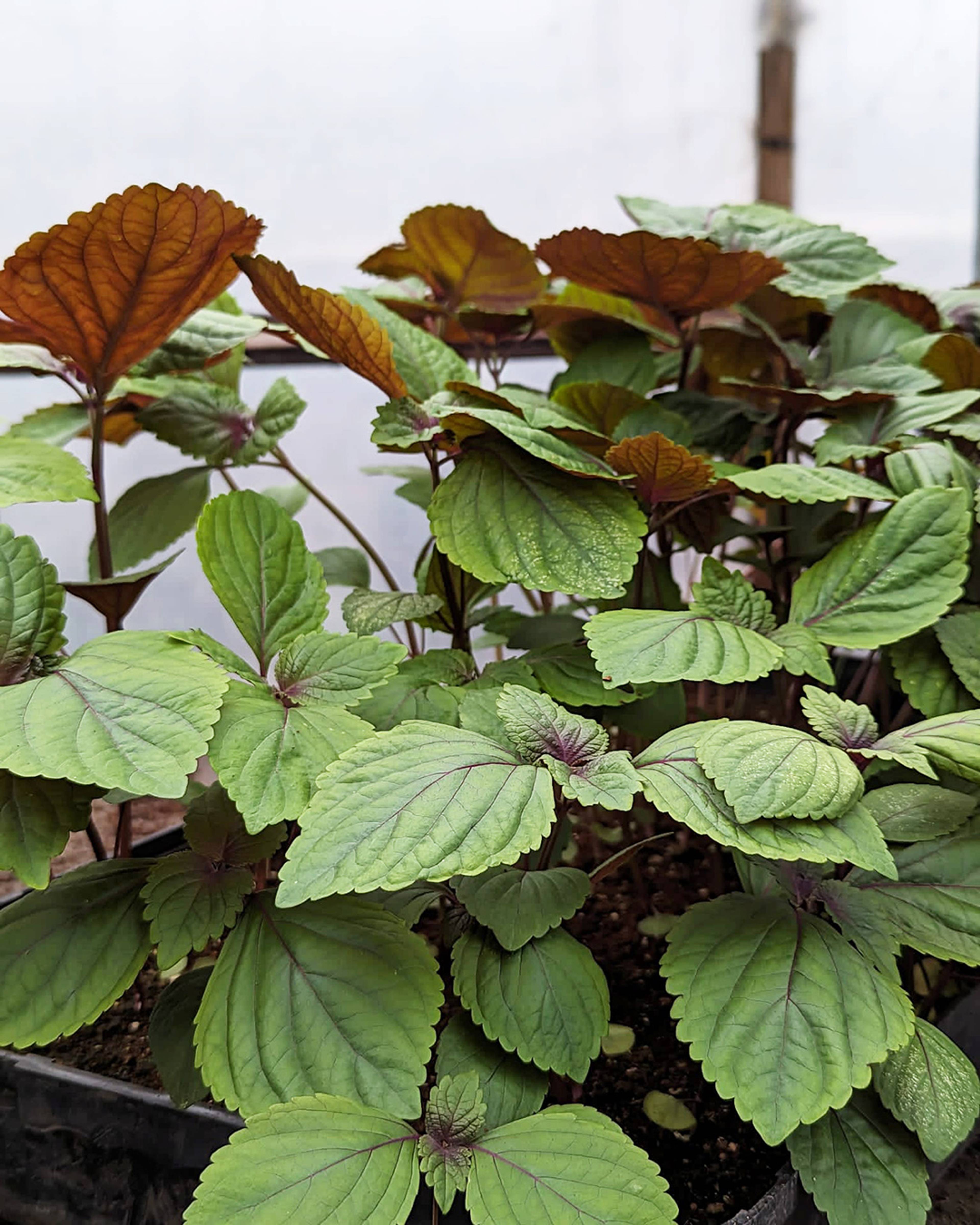 Season planner image