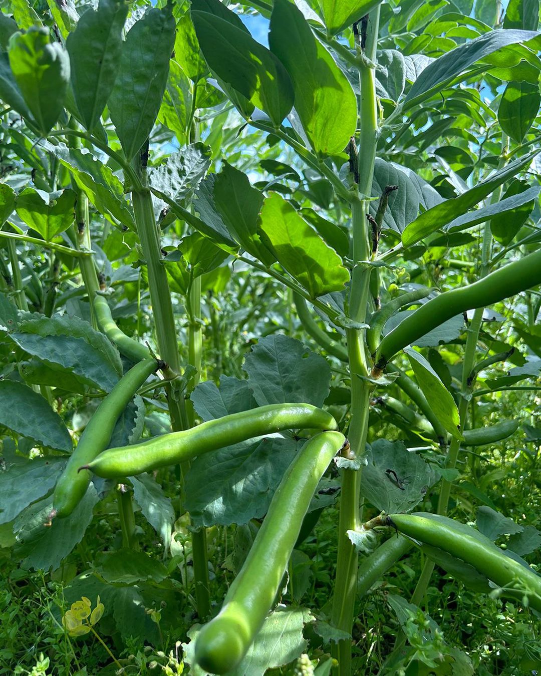 Season planner image