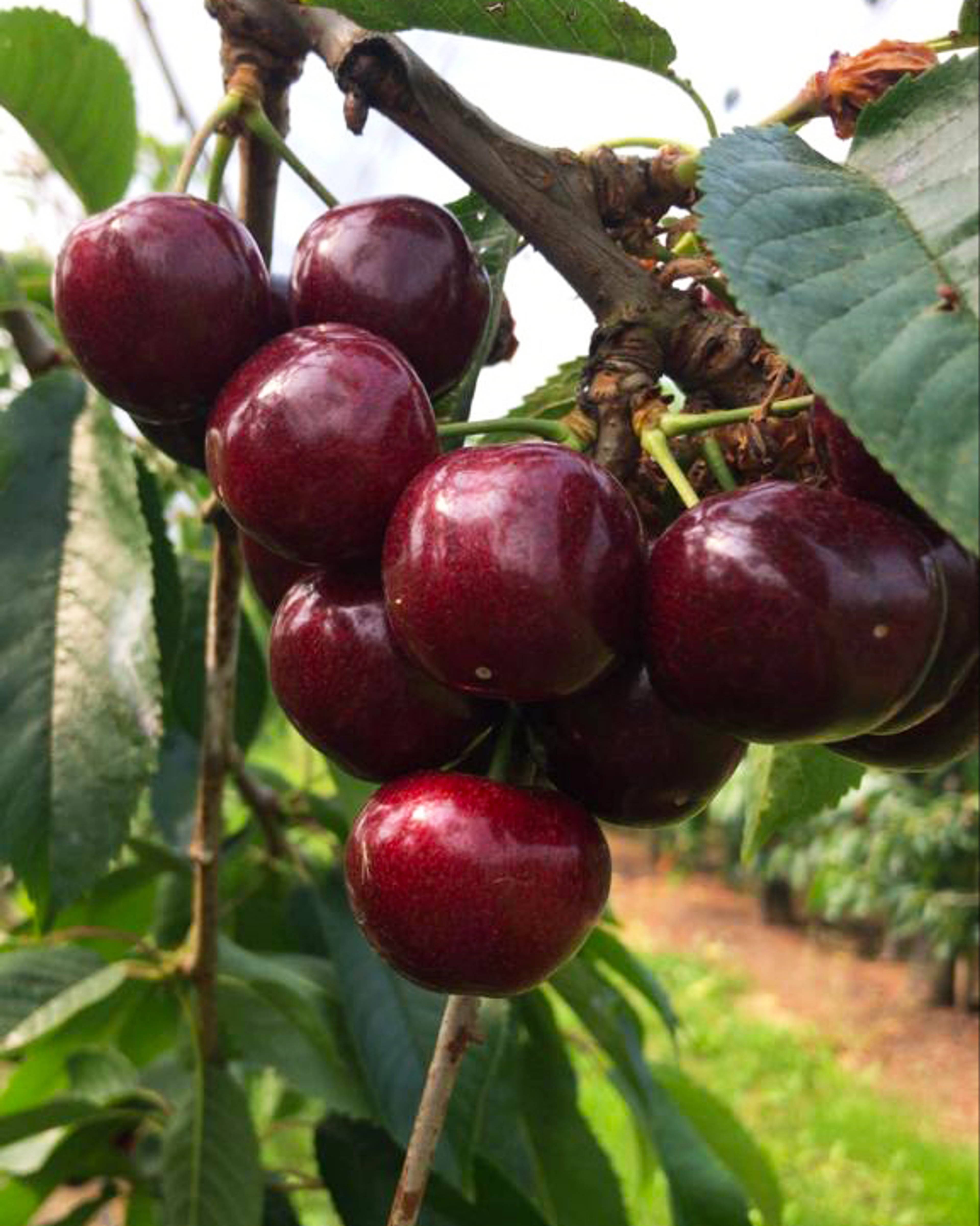 bunch of cherries growing on a tree