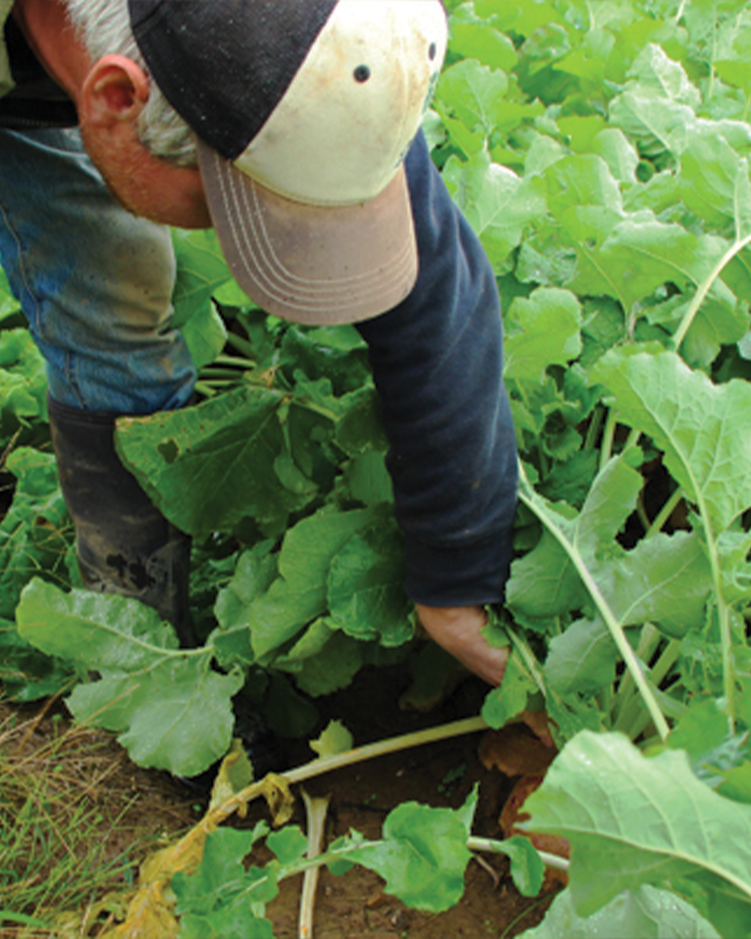 Season planner image