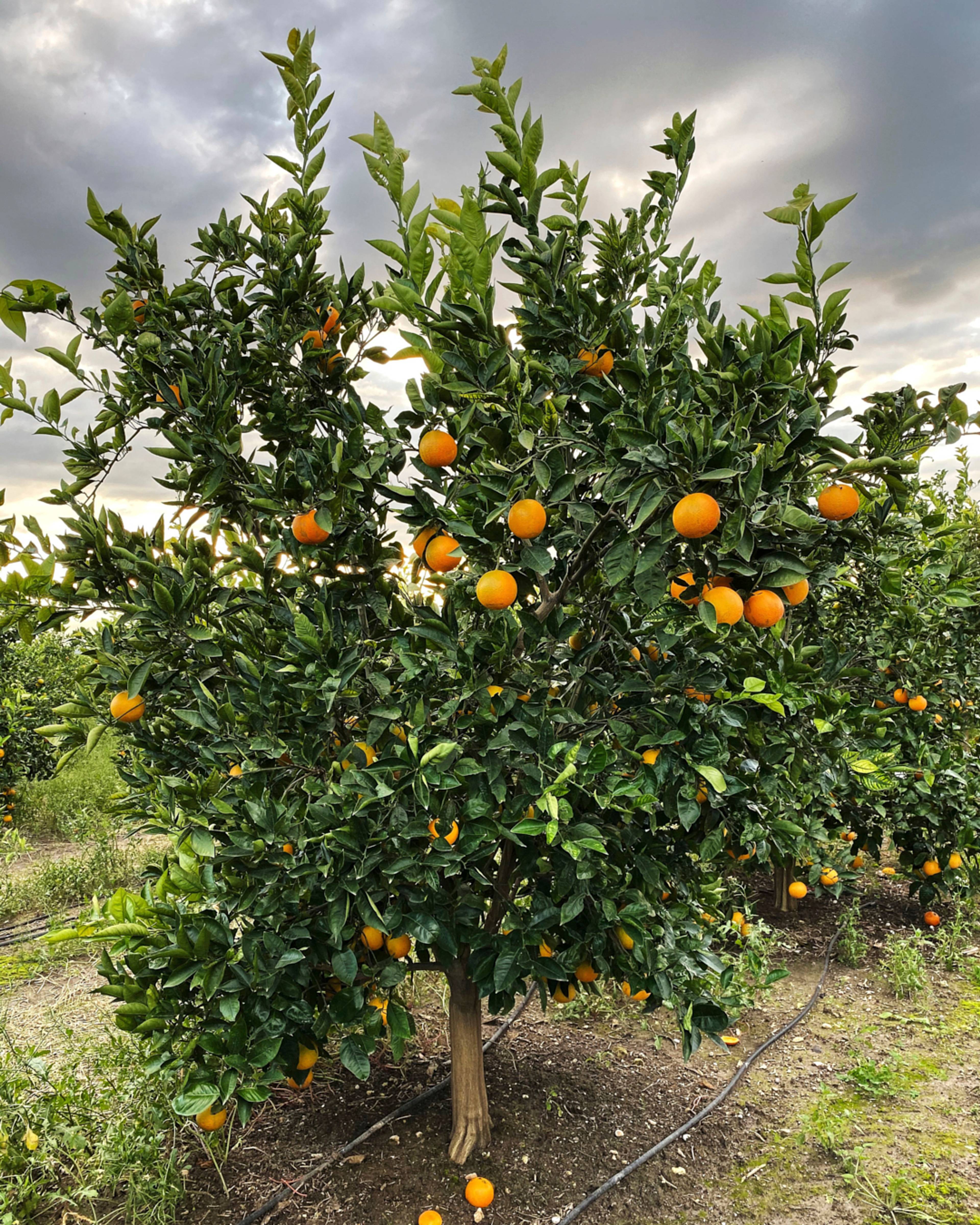 Images with caption alt text