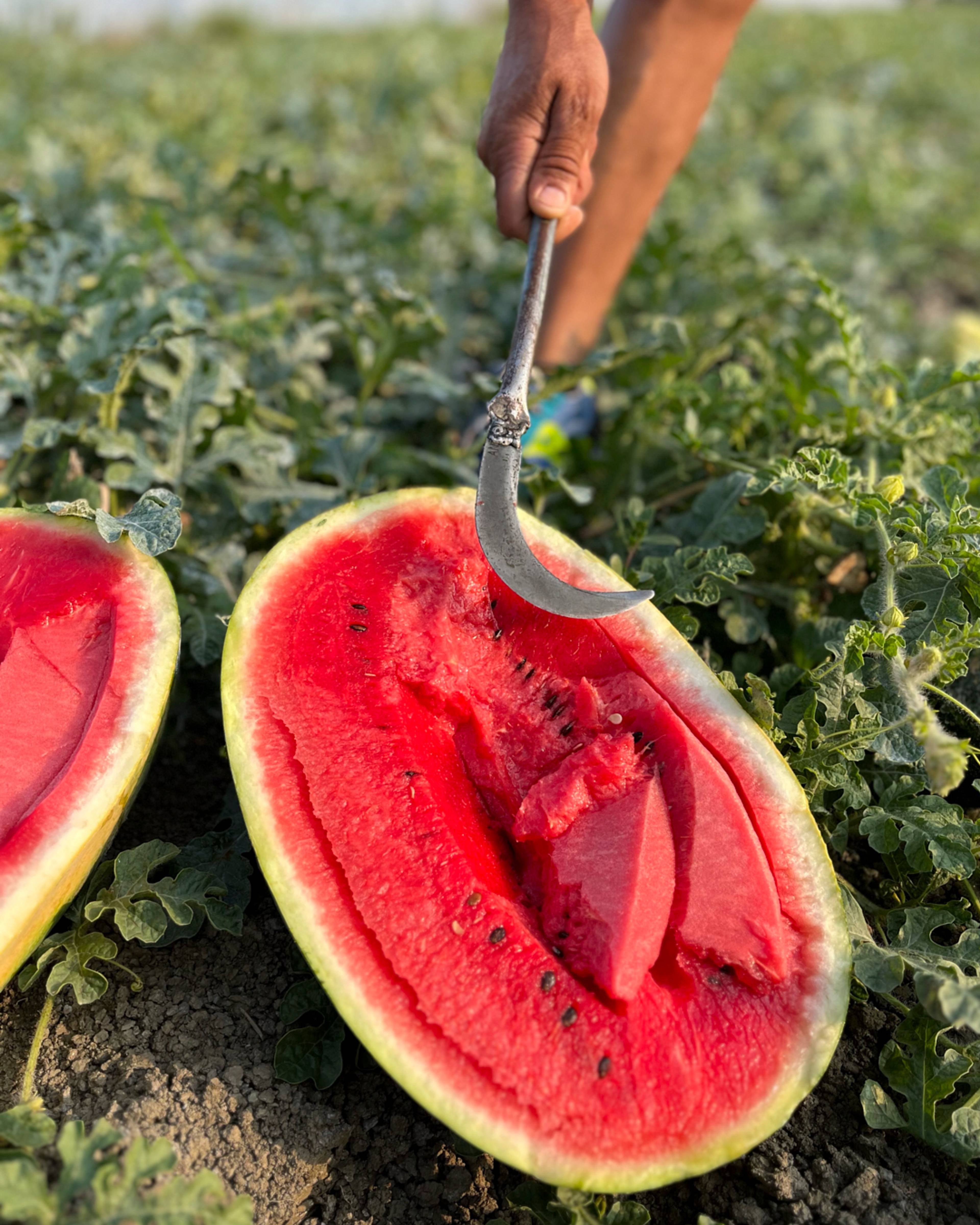 Images with caption alt text