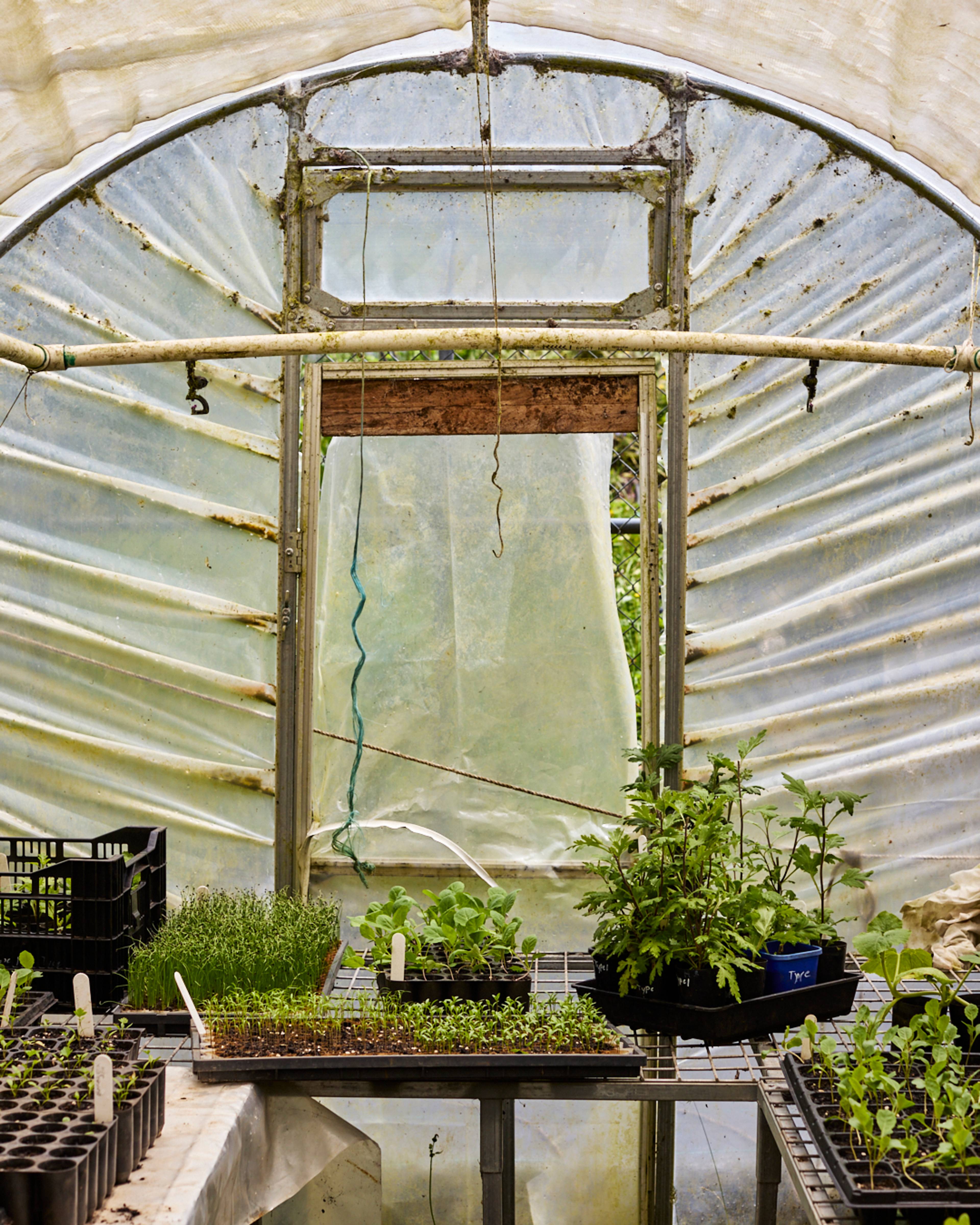 polytunnel timbarra farm
