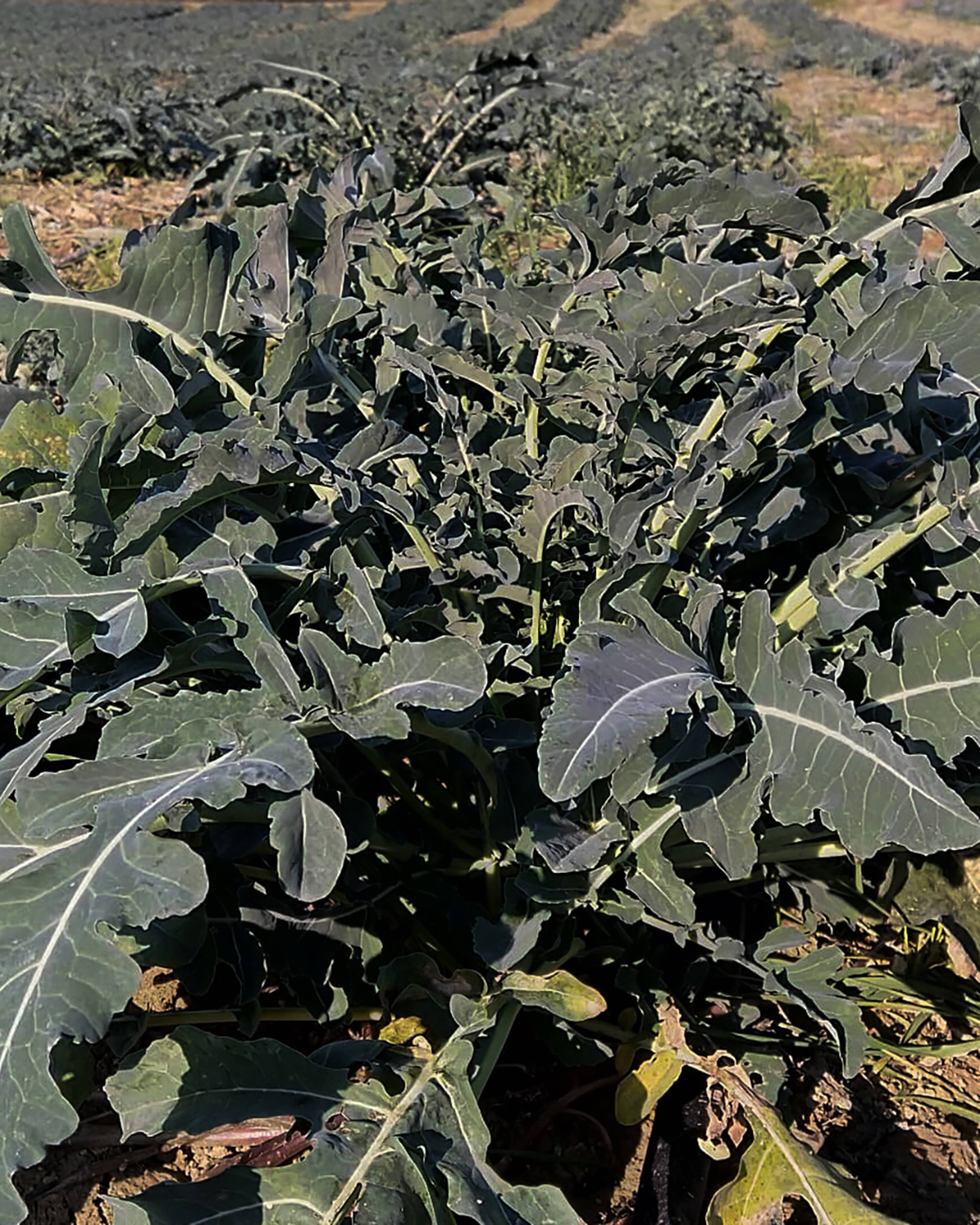 Season planner image