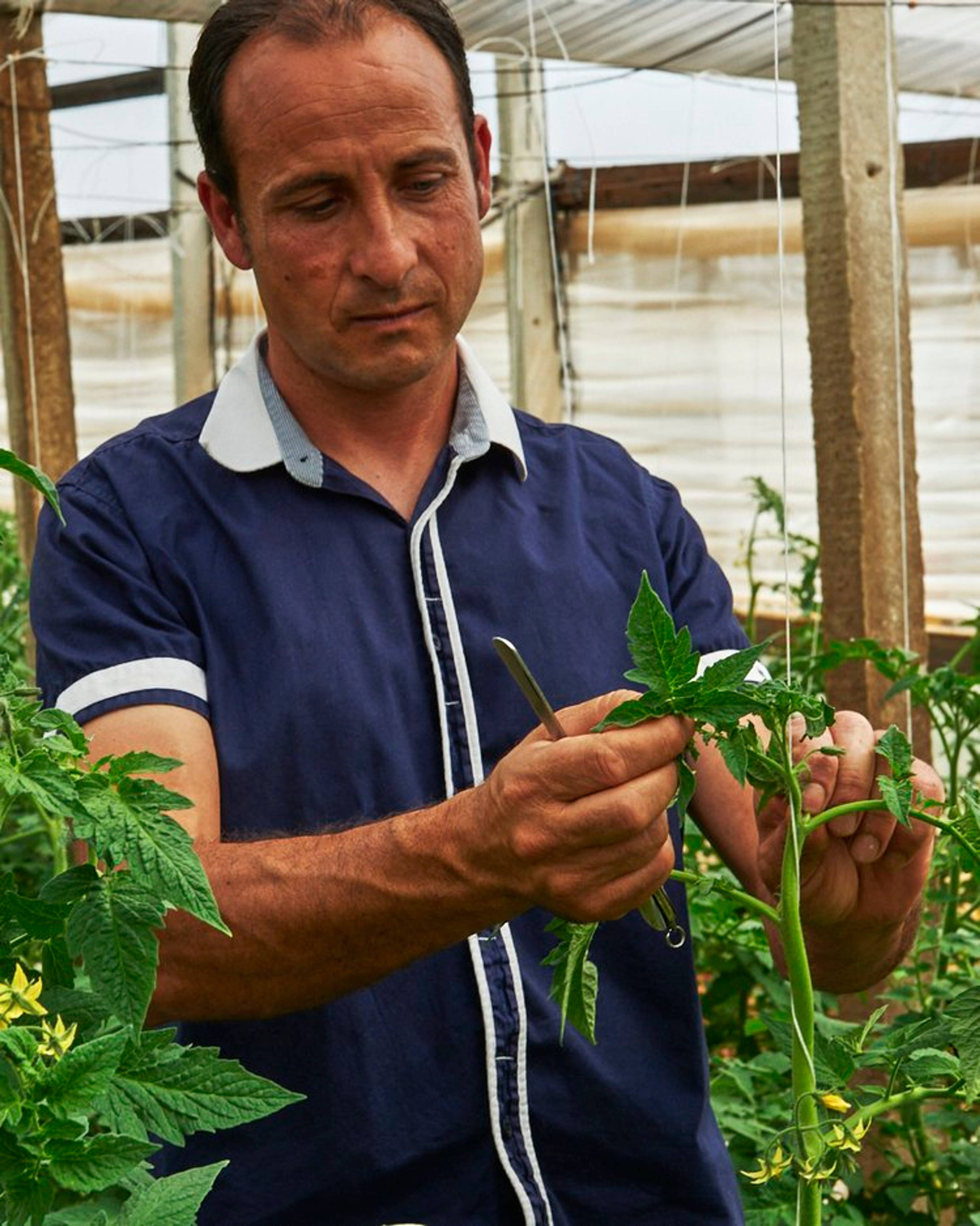 Grower Tuccio tending to his tomato vines