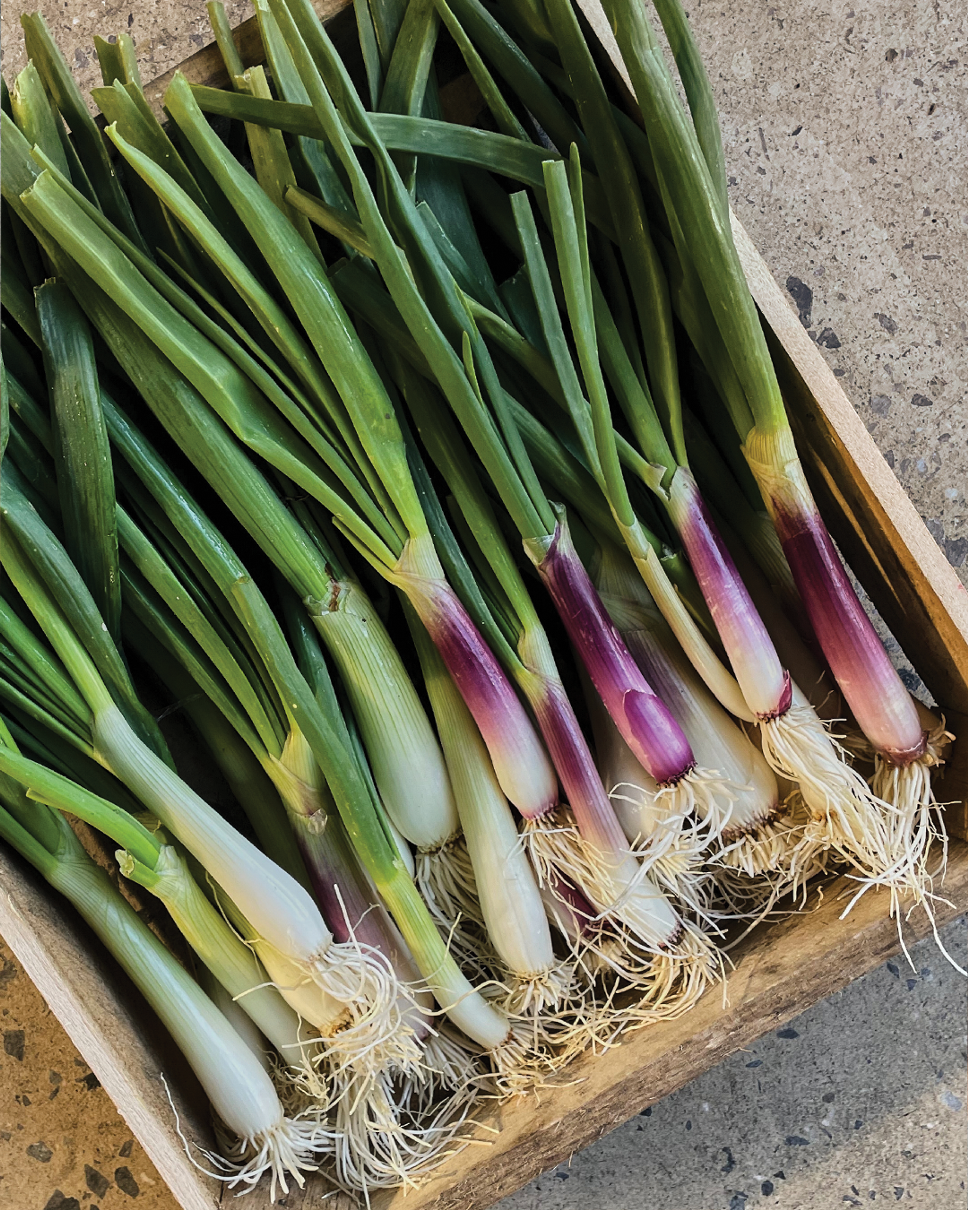 Season planner image