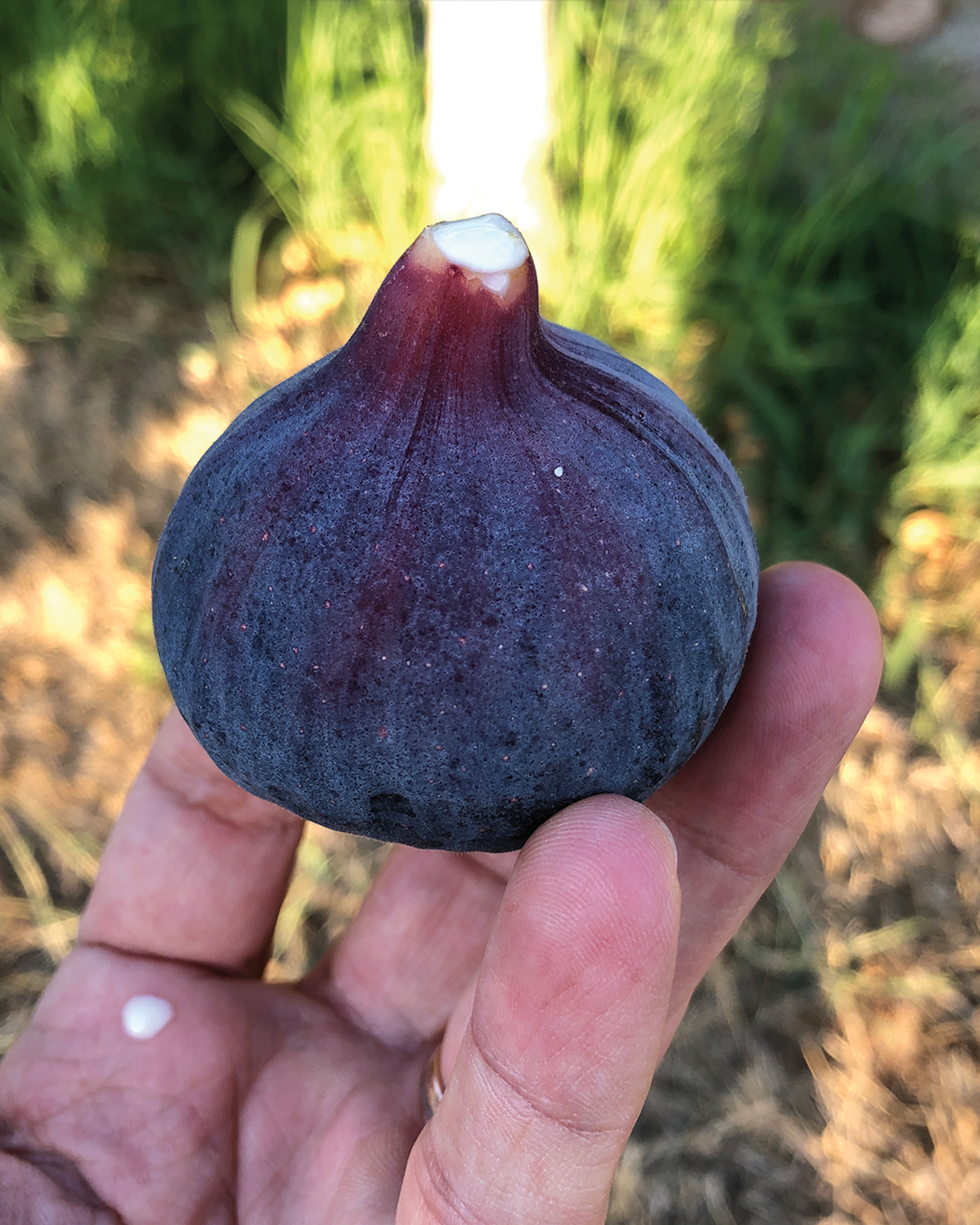 black mission figs, maywood