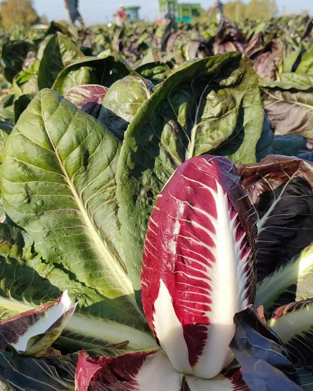 Season planner image