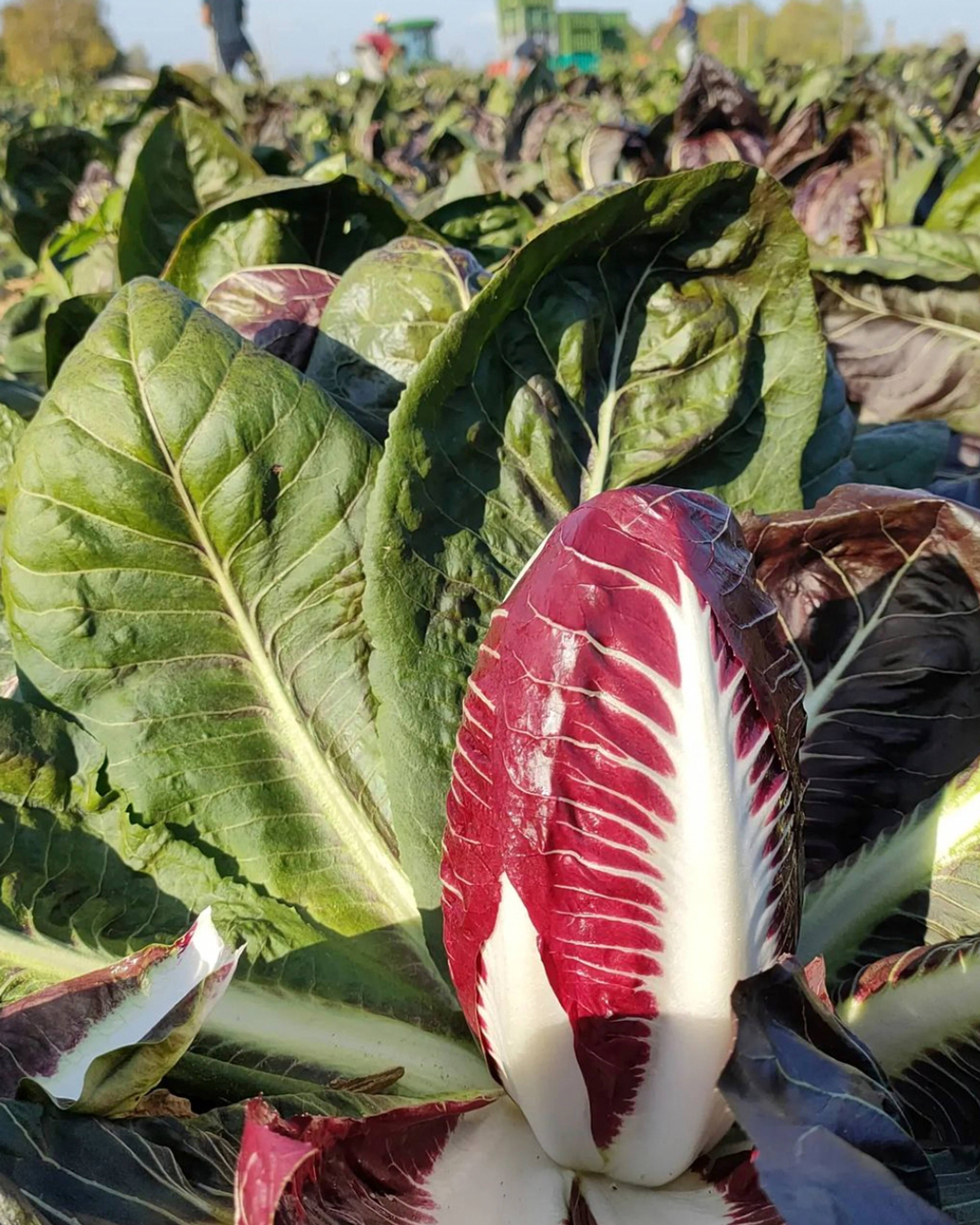 Season planner image