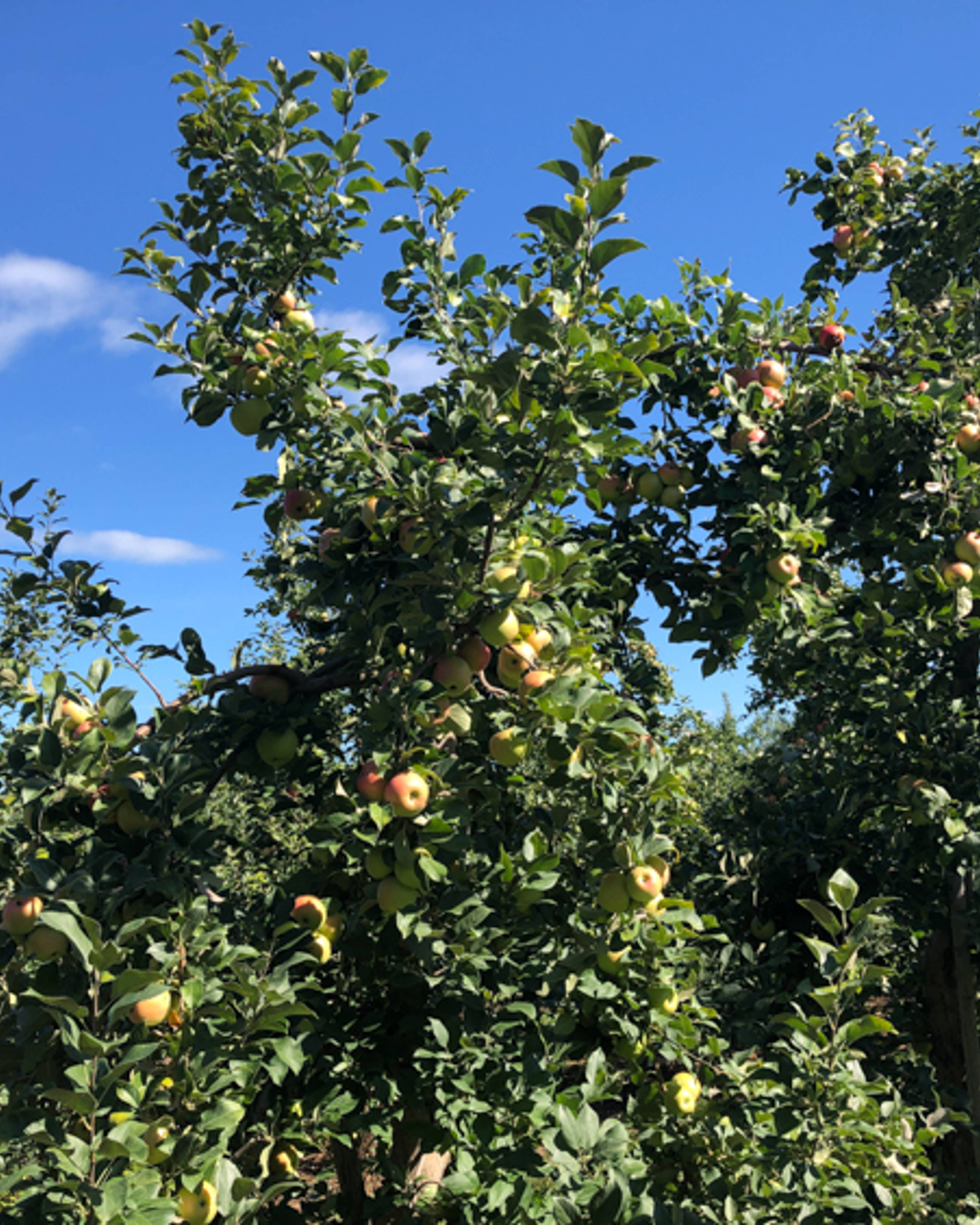 Ginger Gold Apple