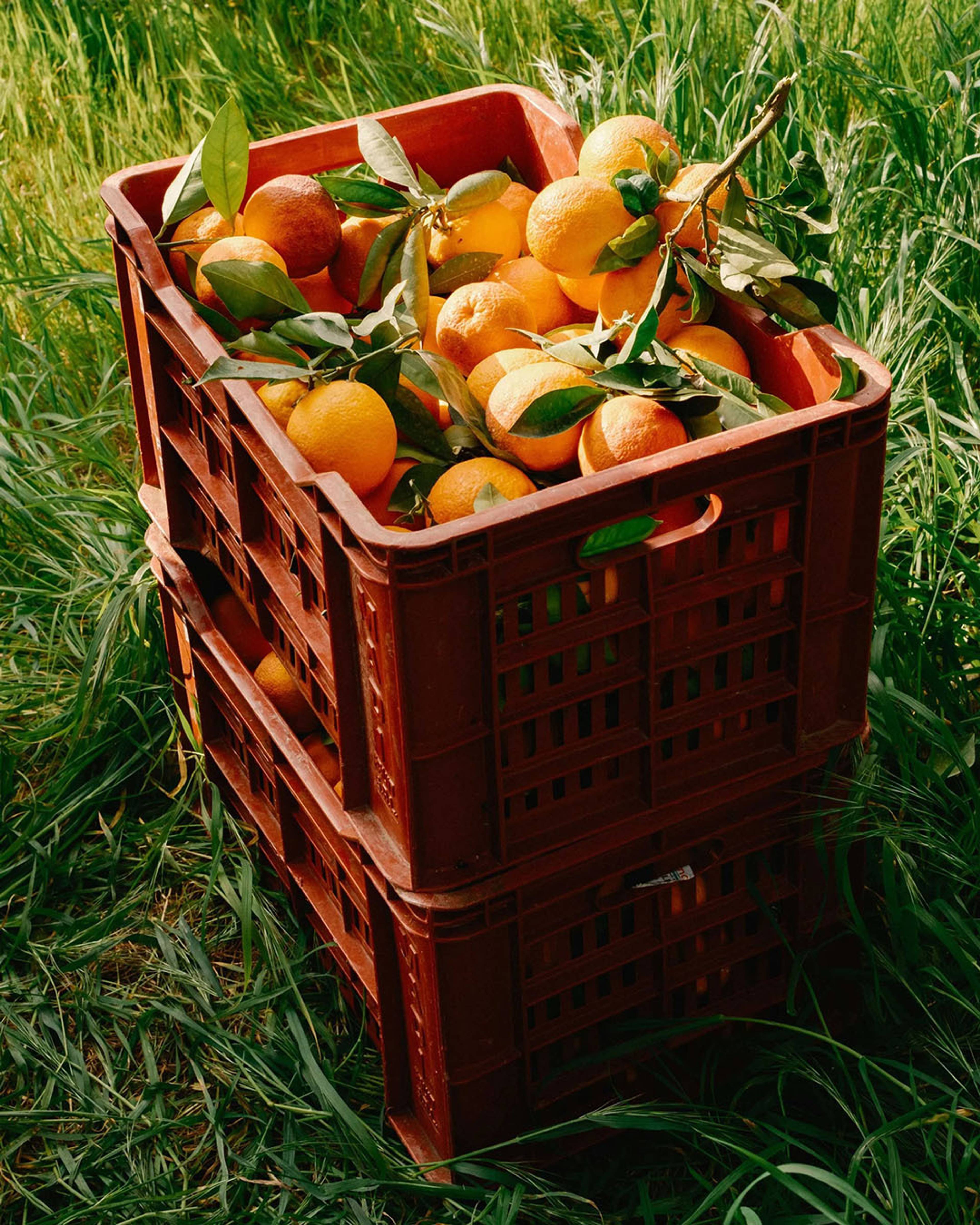 Images with caption alt text