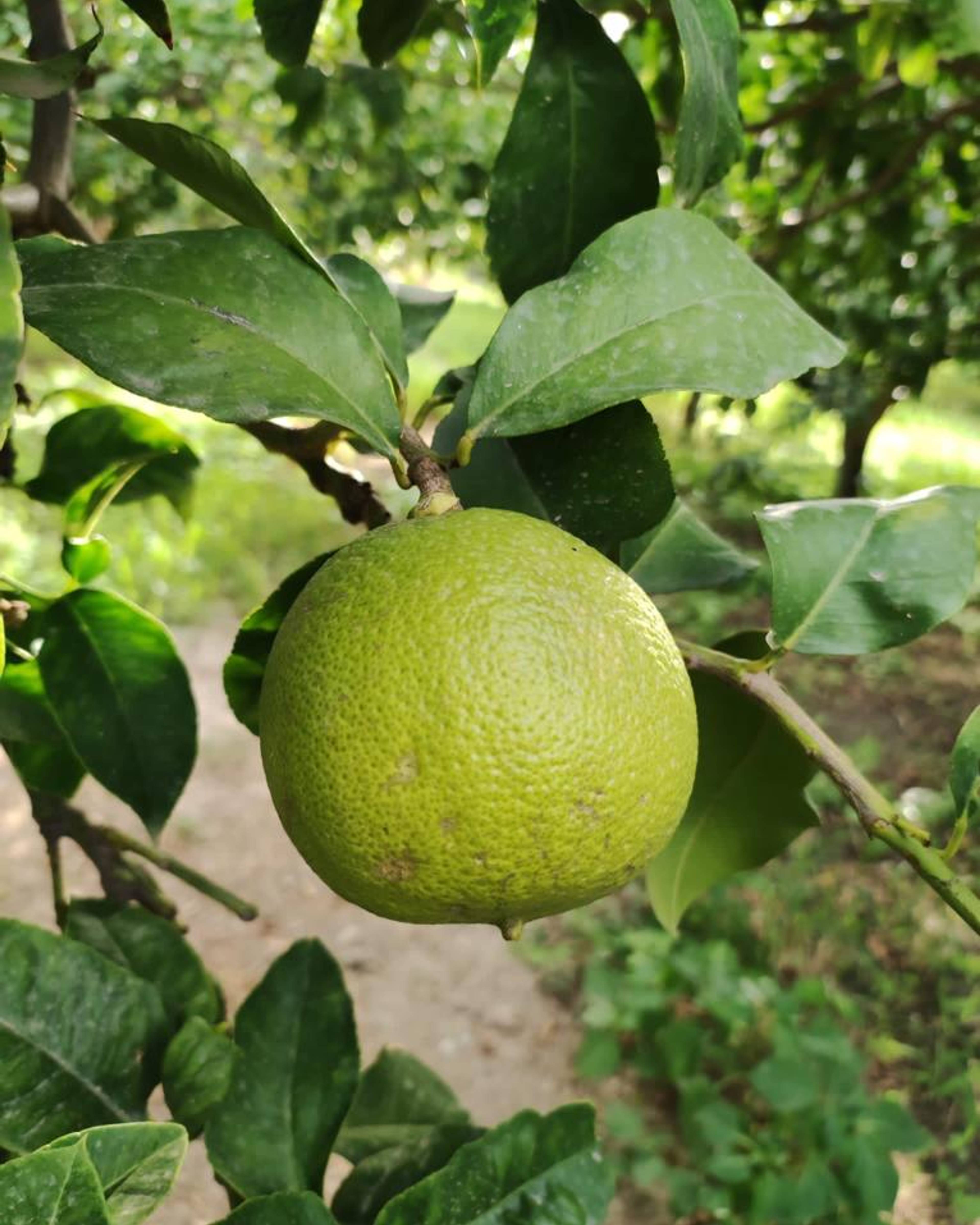 Season planner image