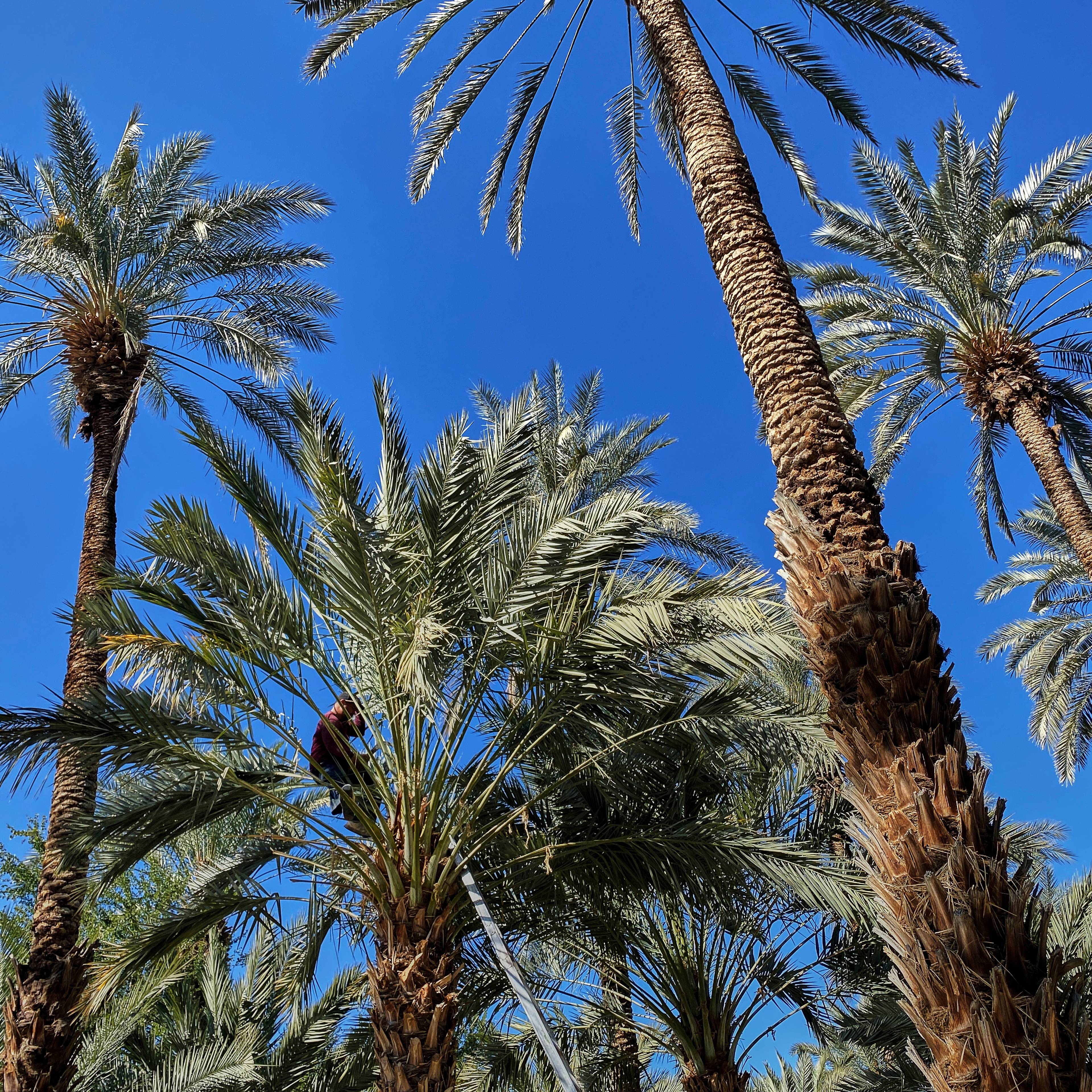 Palm trees in California