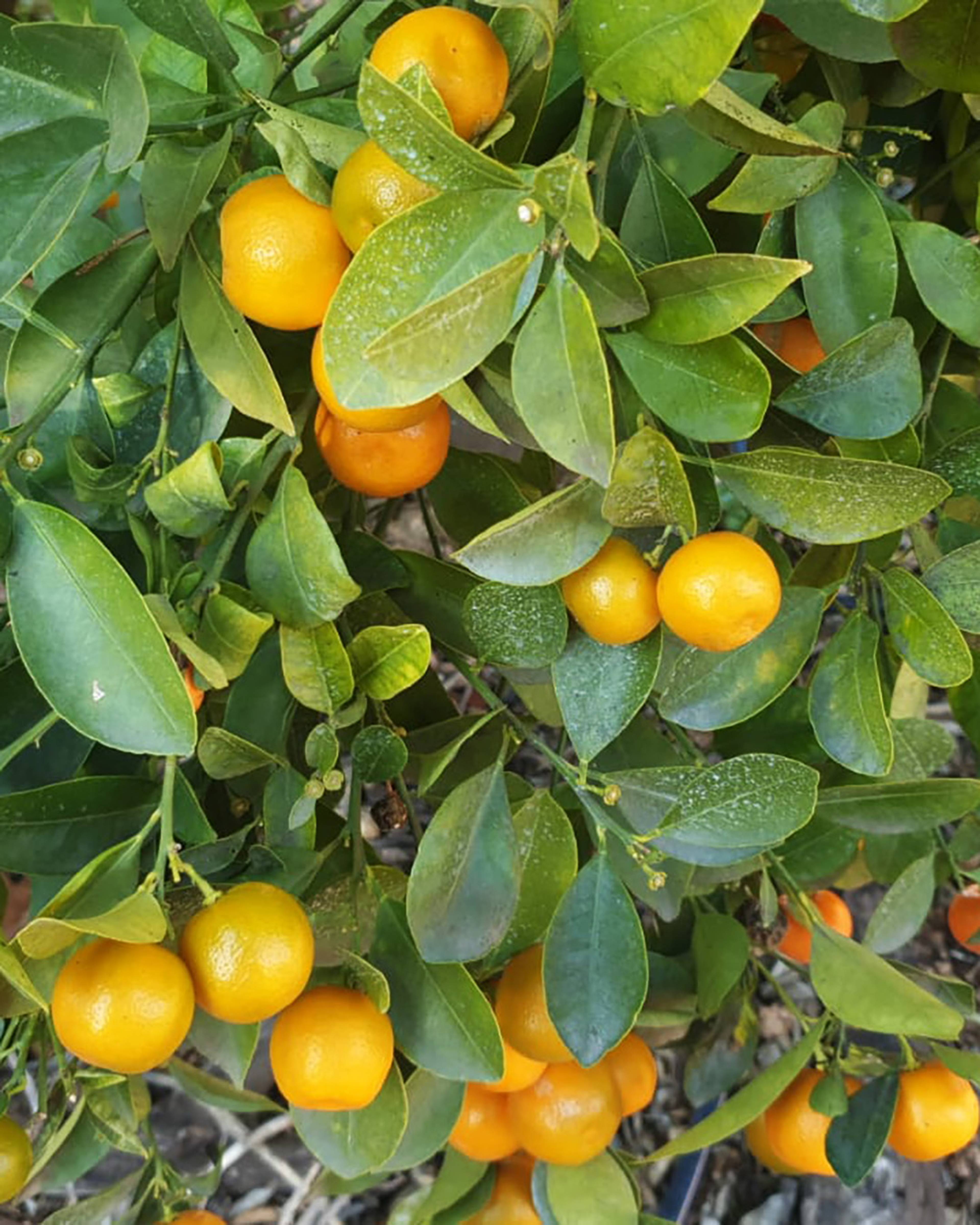 Season planner image