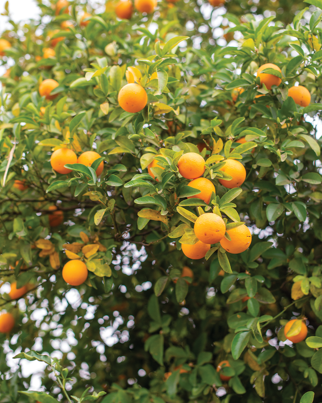 Season planner image