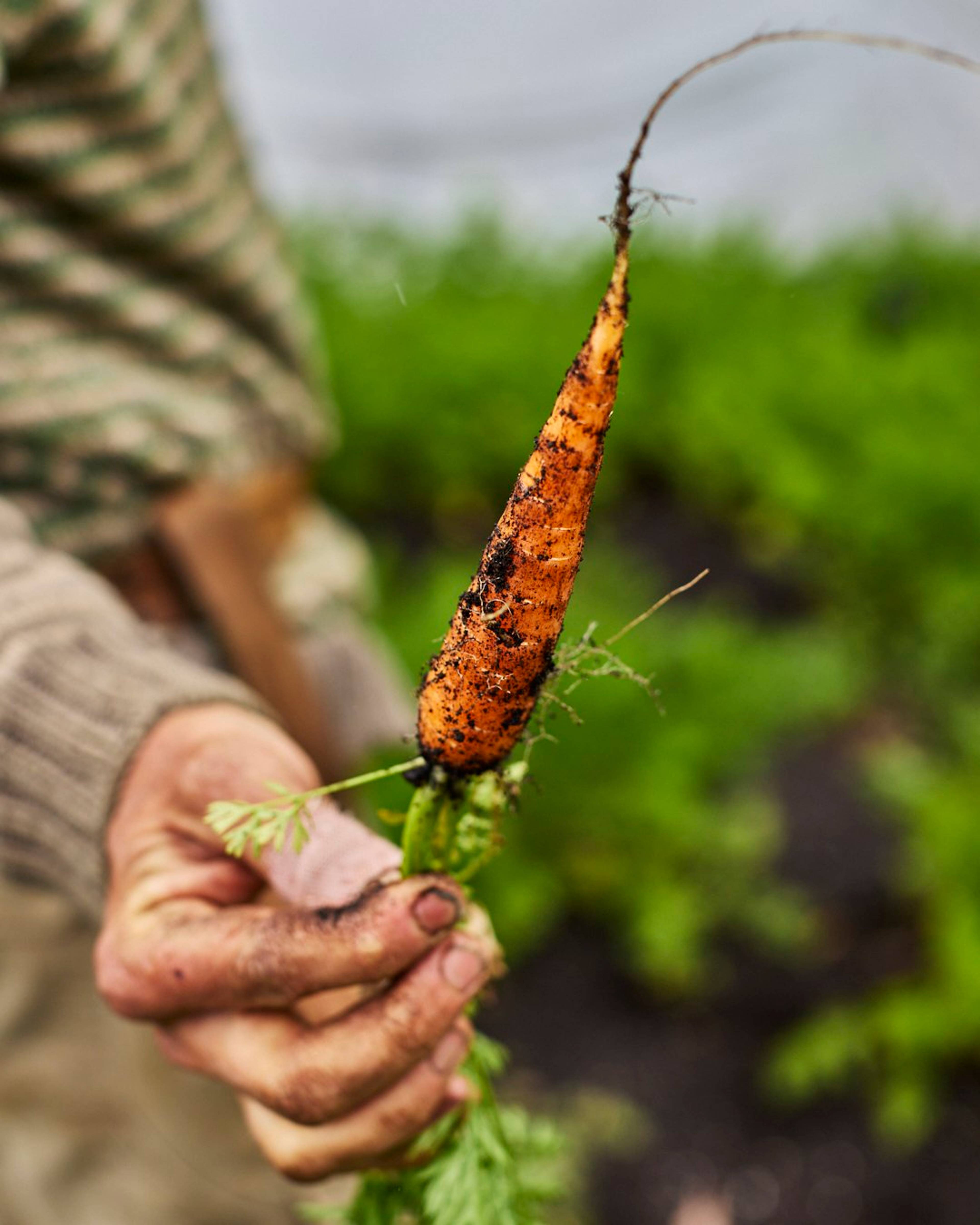 Carrot, Timbarra Farm