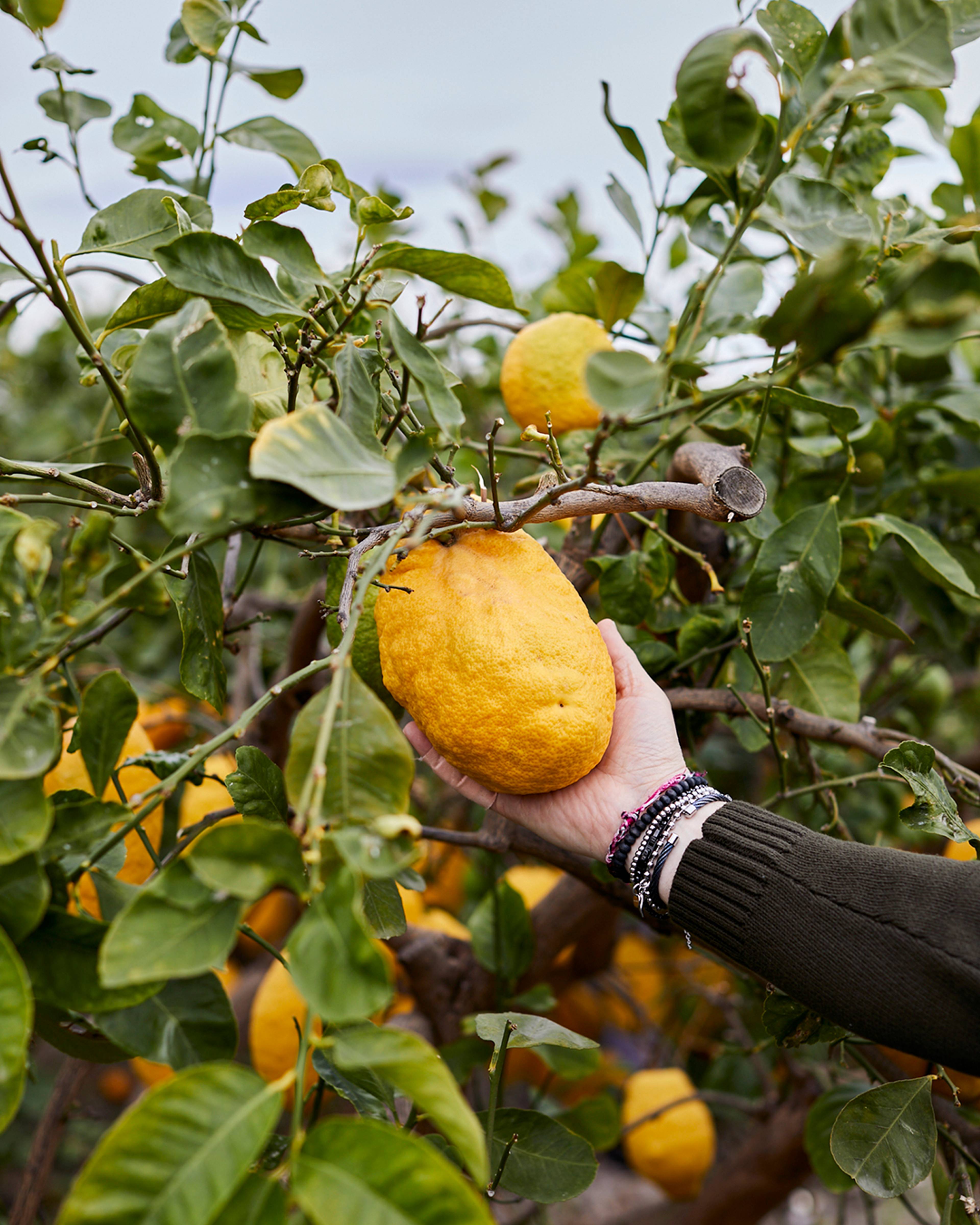 Season planner image