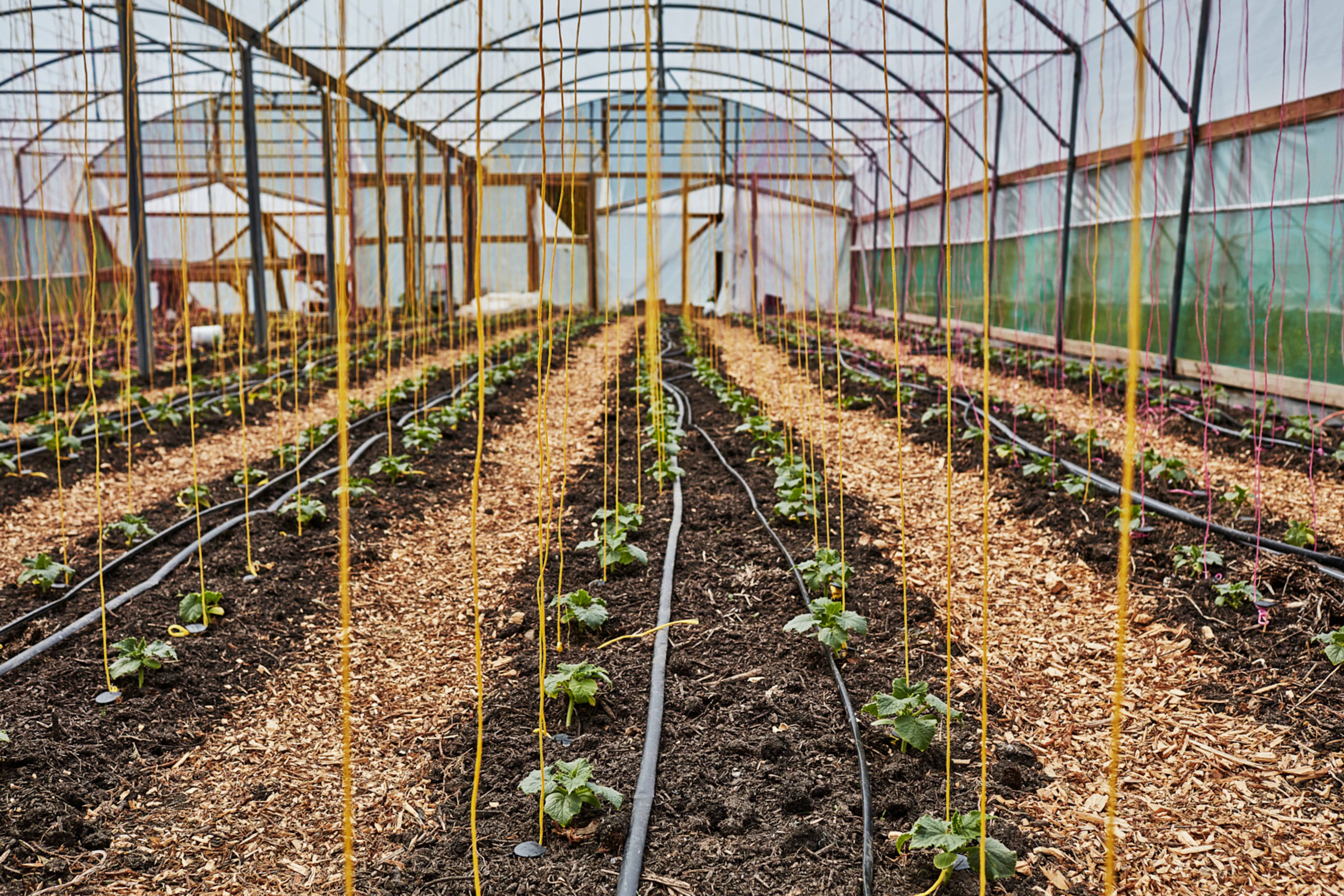 Crystal lemon cucumber plants