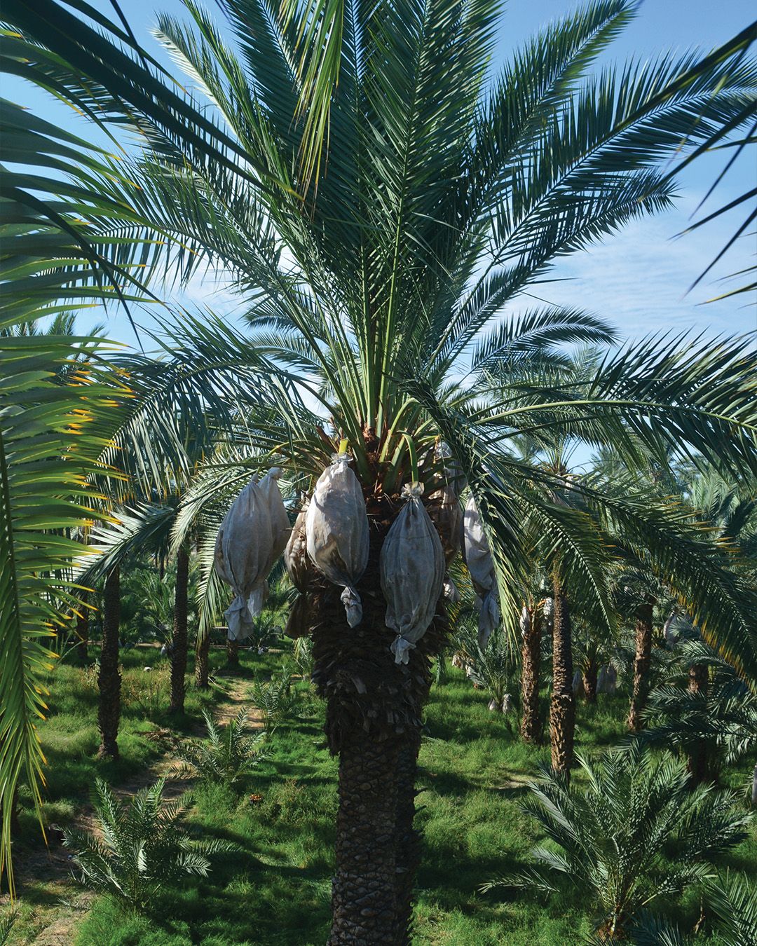 Season planner image