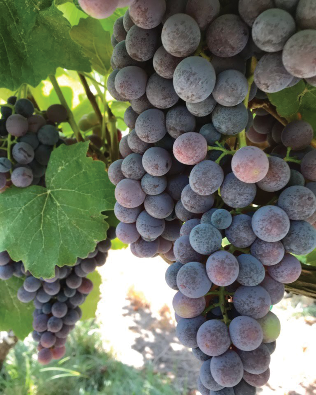 Thomcord grapes, Murray family farm