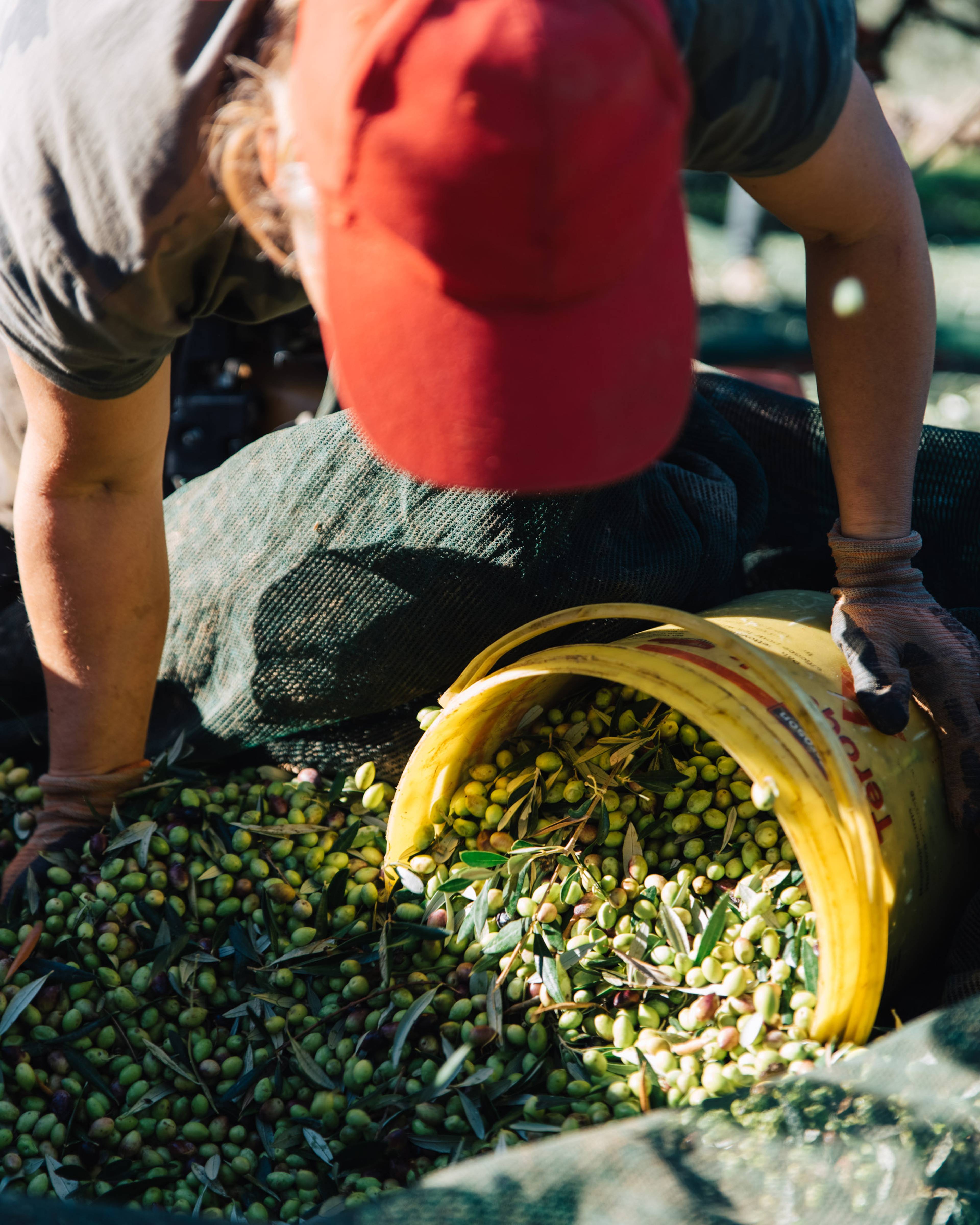 man filling yellow bucket with fresh olives