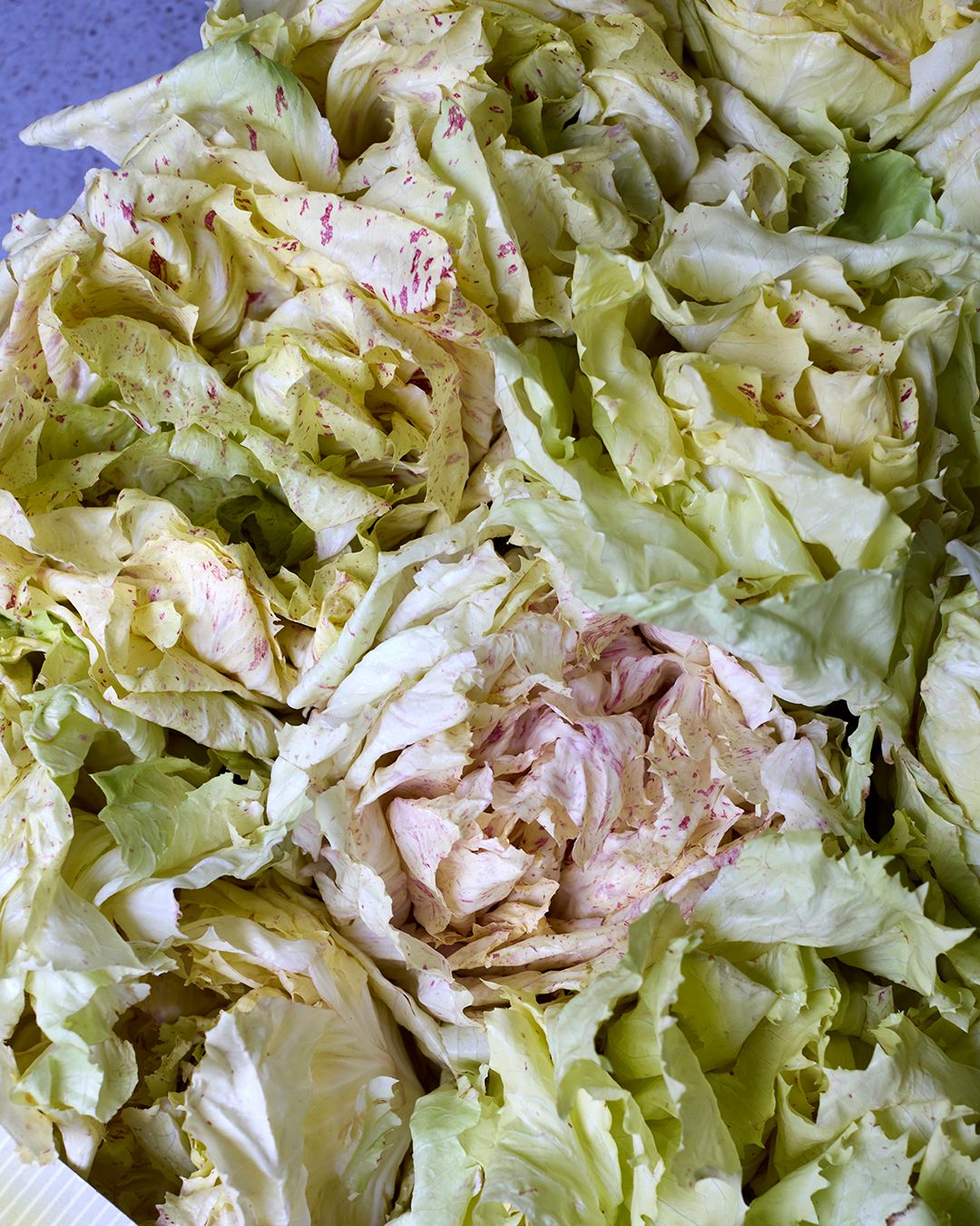 Season planner image