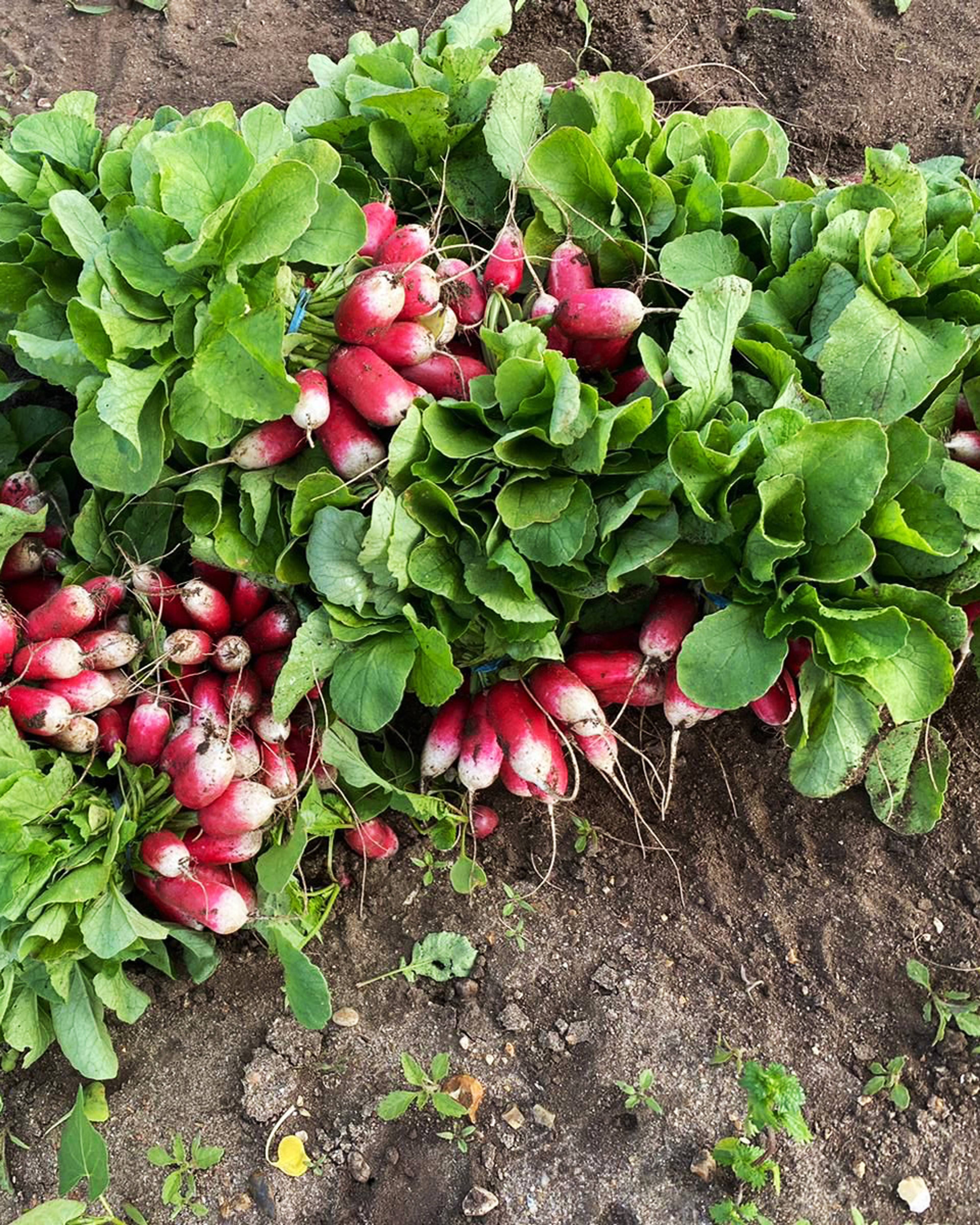 bunches of french breakfast radishes on the soil