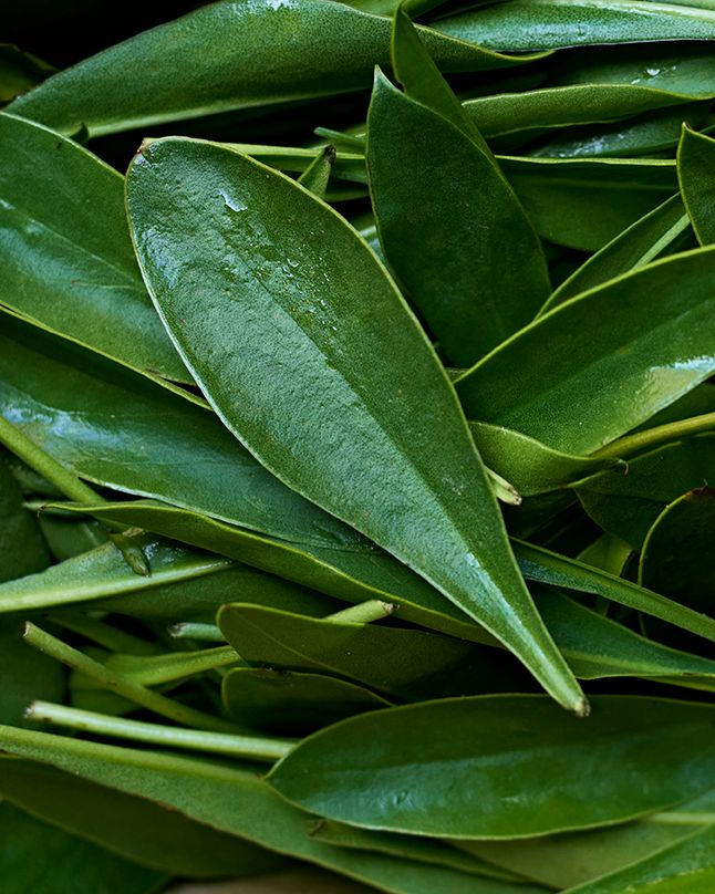 pile of sea aster