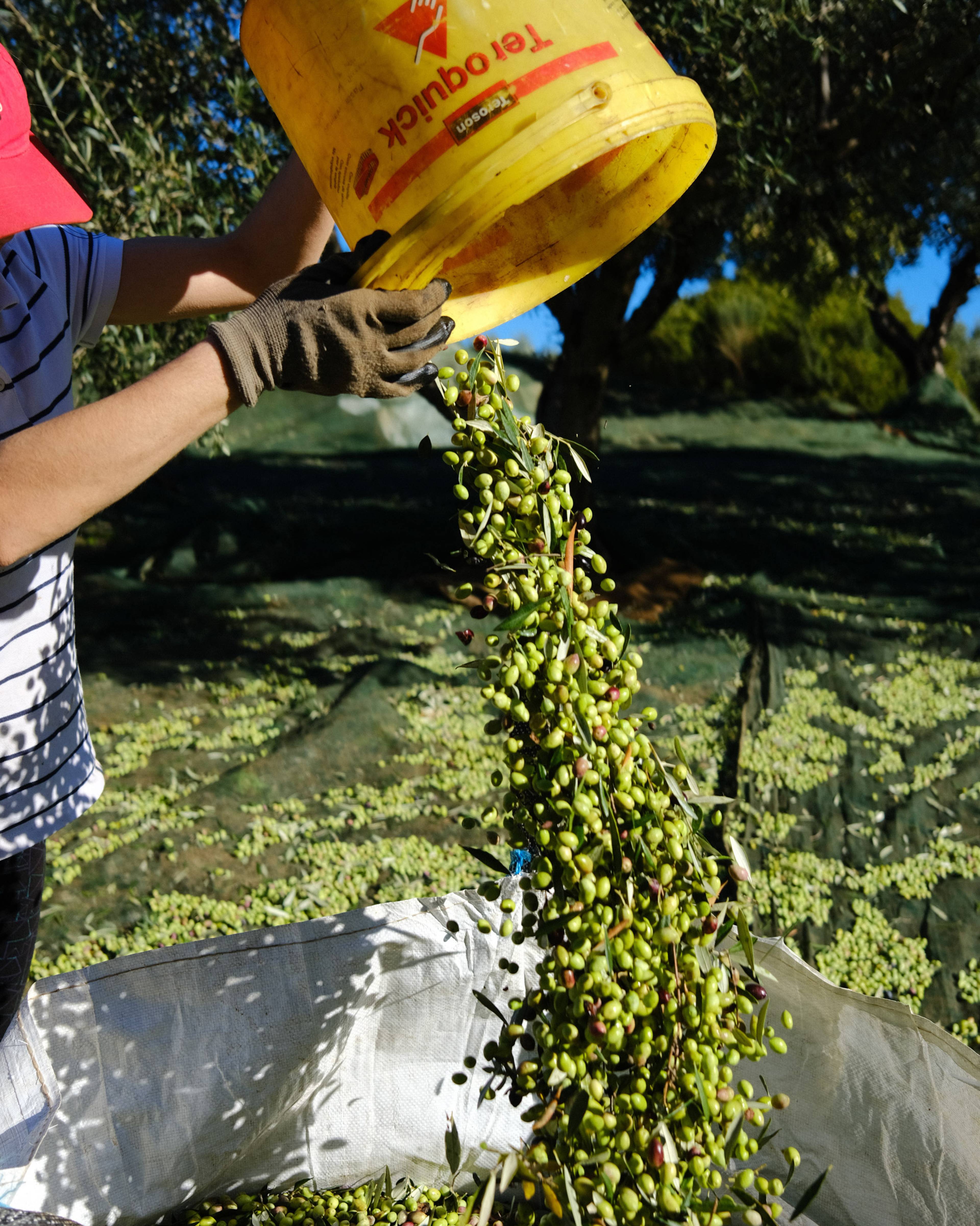 fresh olives being poured into a sack out of a yellow bucket